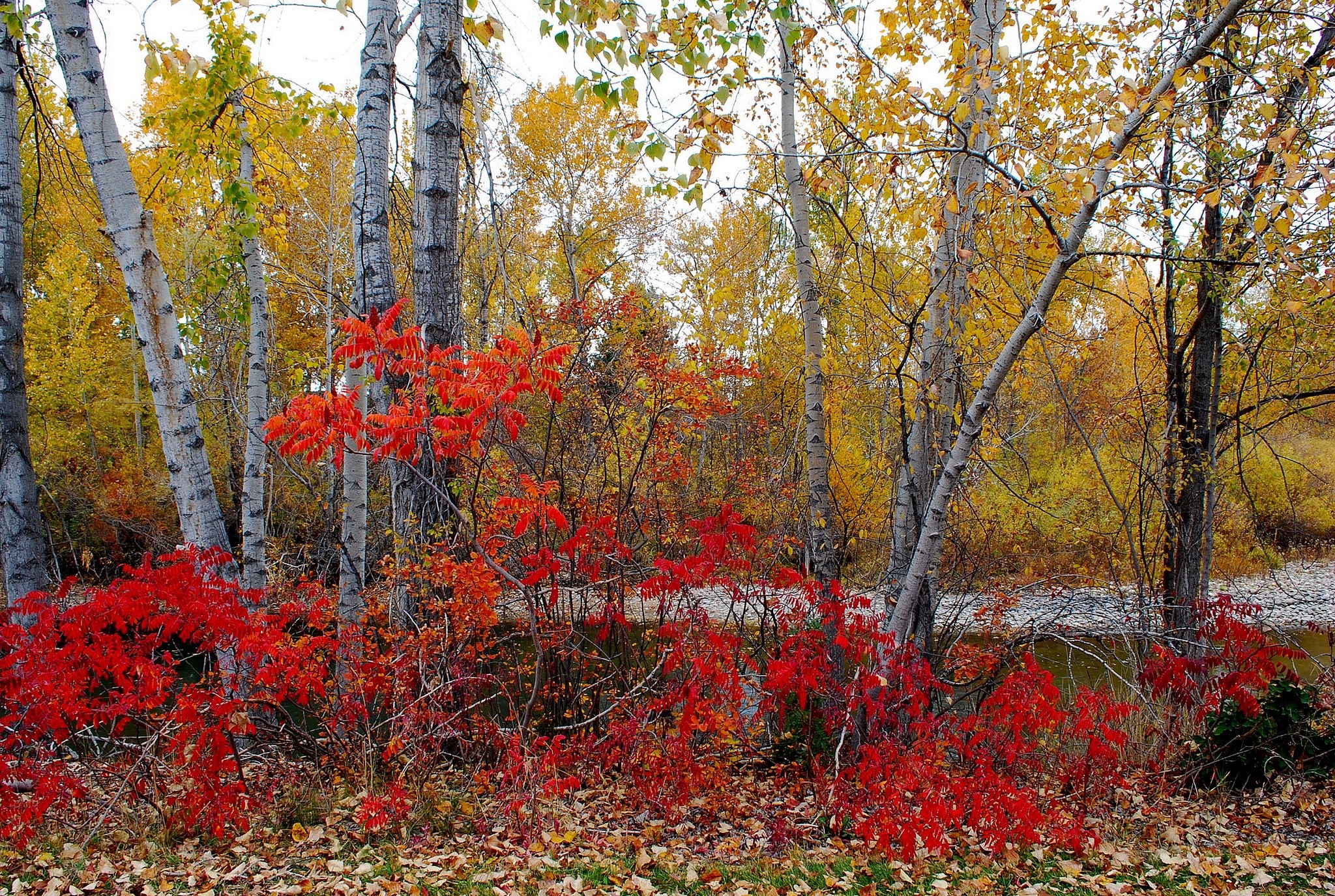 Autumn forest with red and yellow foliage HD Wallpaper