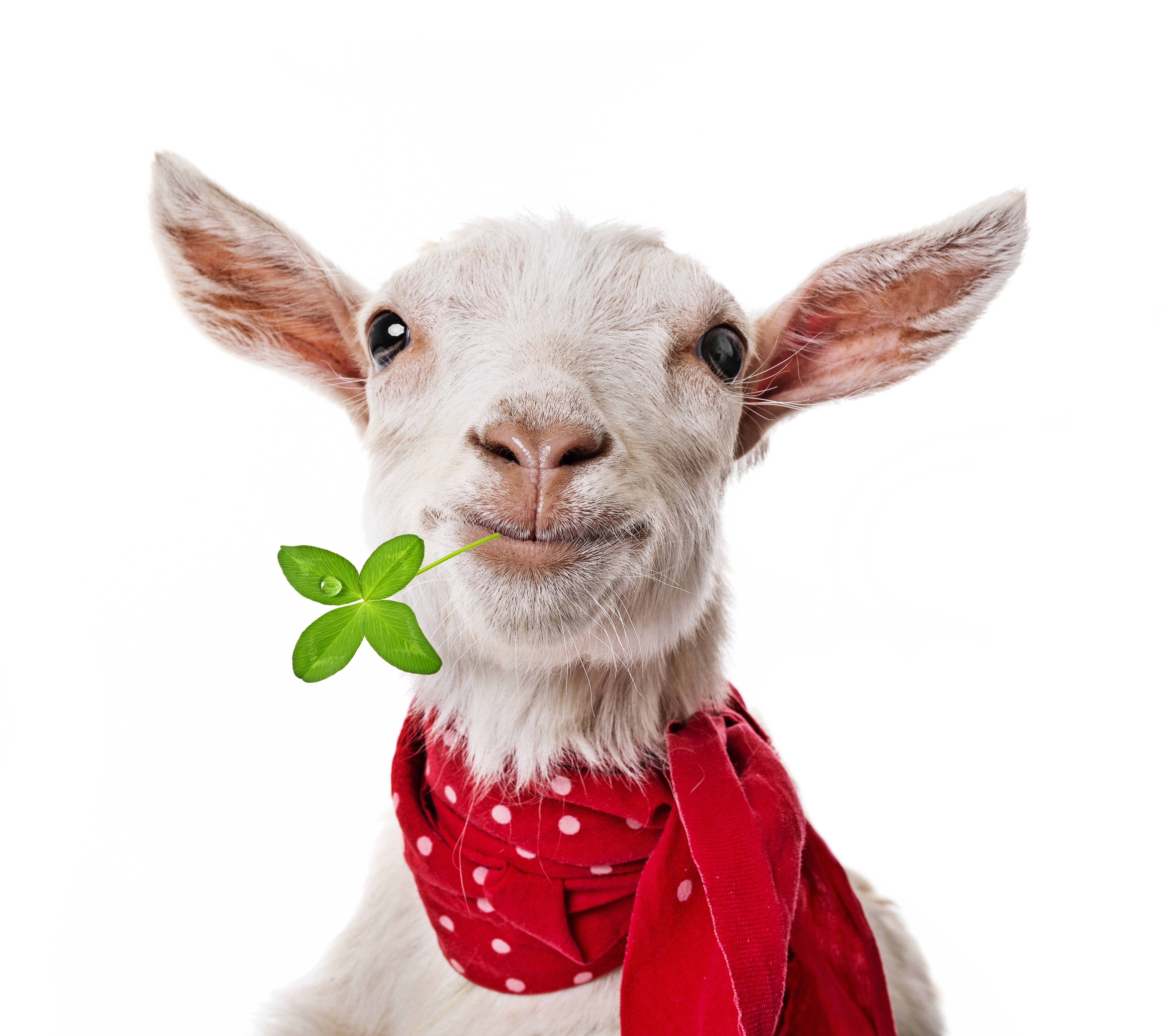 Goat with a clover and red scarf HD Wallpaper