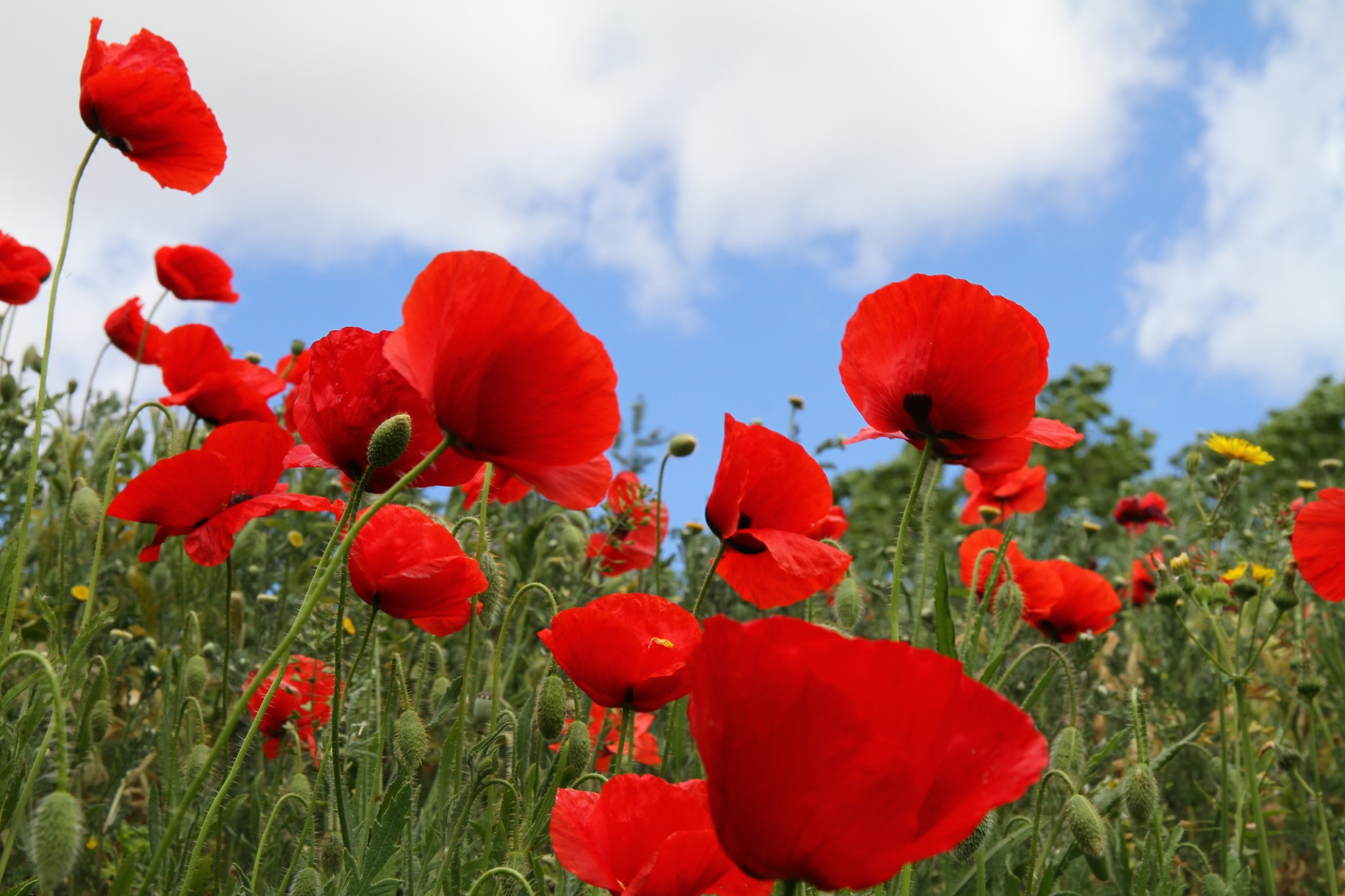 Field of red poppies under a blue sky HD Wallpaper
