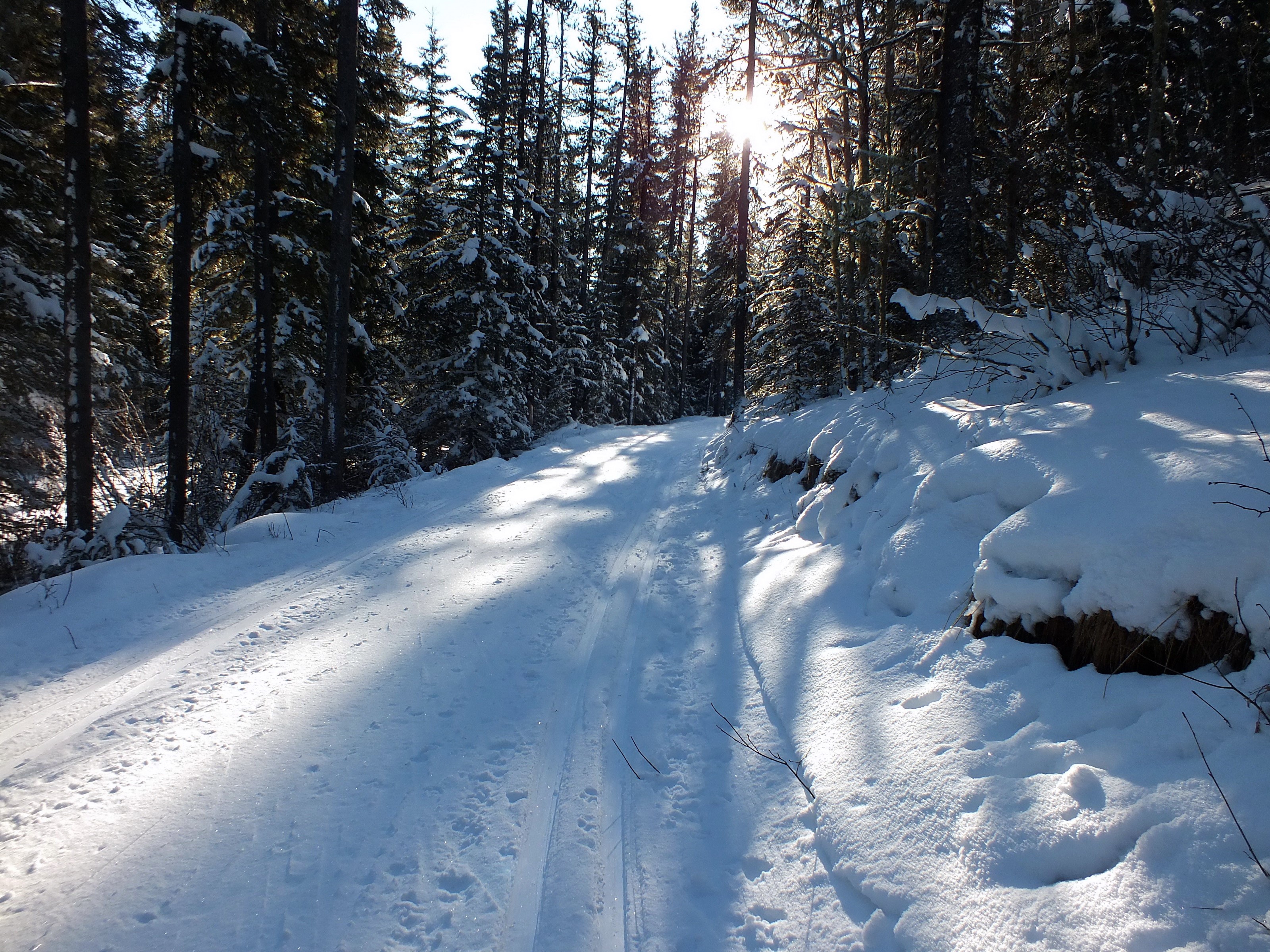 Snowy forest road with sunbeams HD Wallpaper