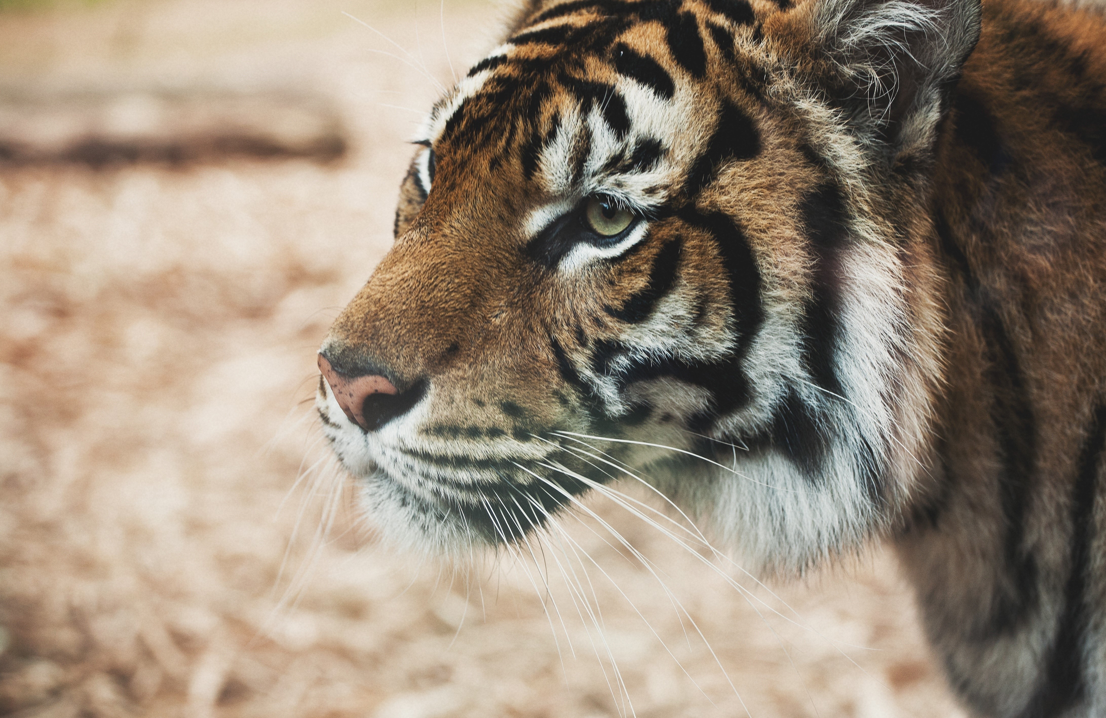 Tiger closeup HD Wallpaper