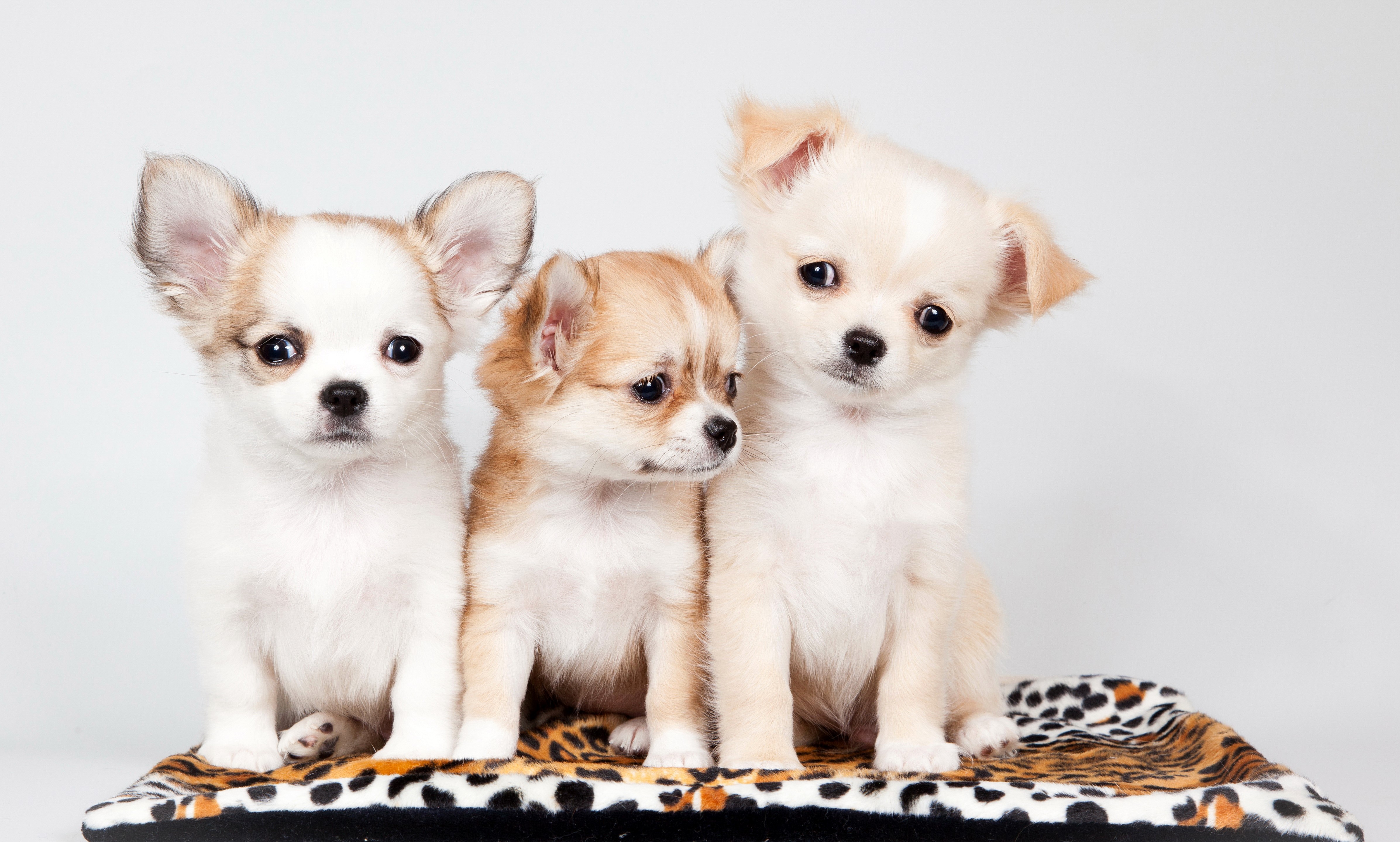 Three Chihuahua Puppies on a Carpet HD Wallpaper
