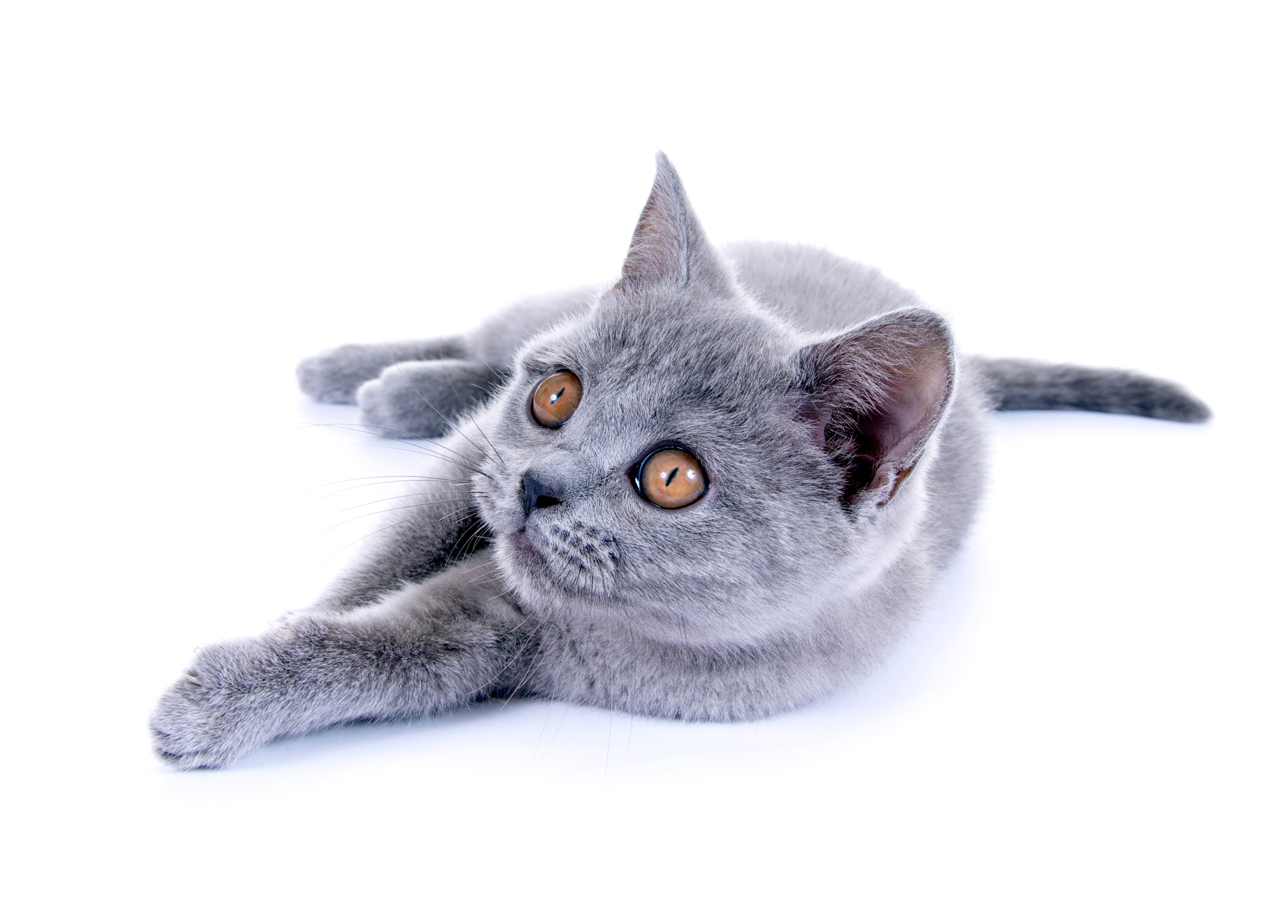 Grey British Shorthair Kitten Looking Up HD Wallpaper