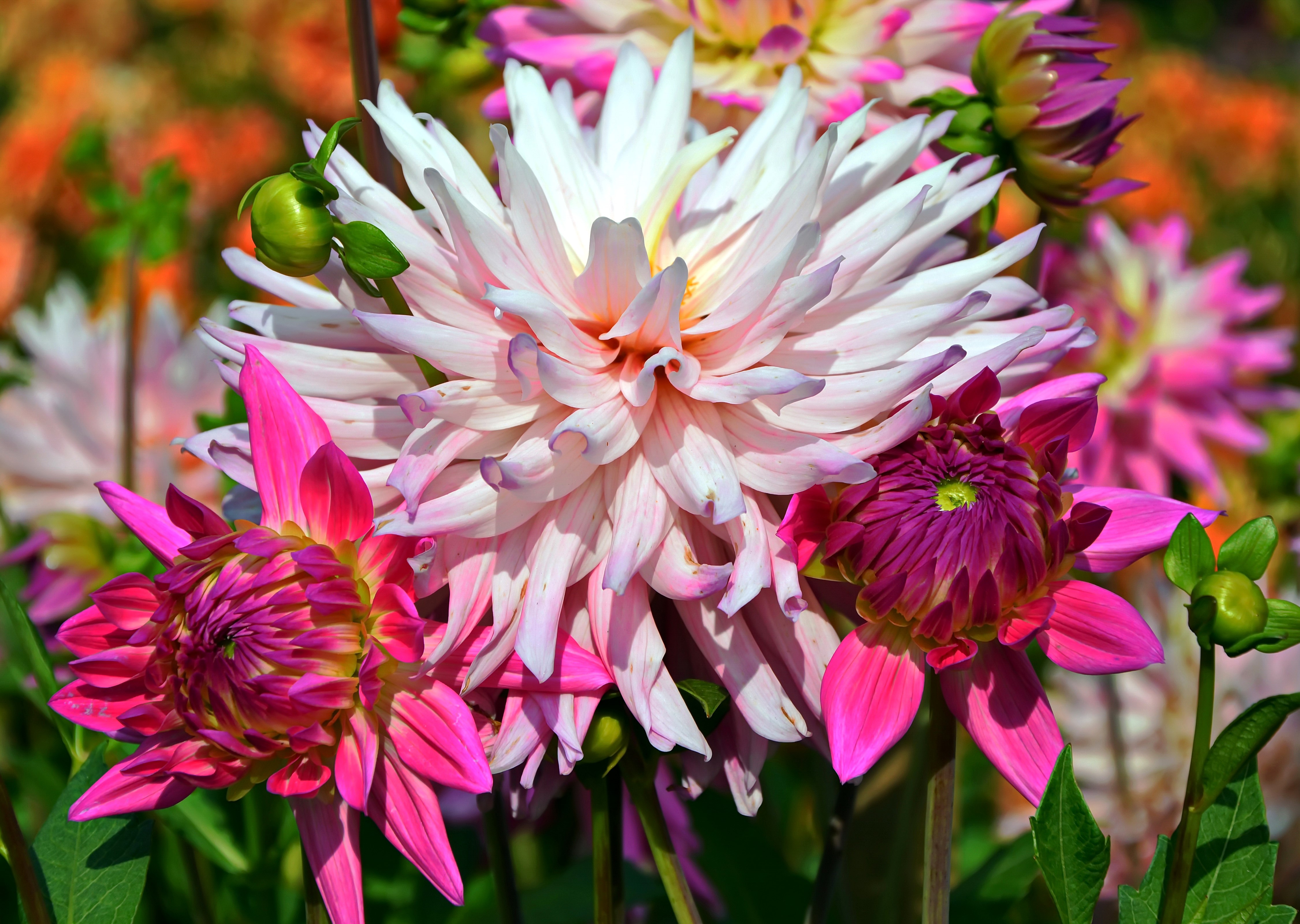 4K Dahlias Closeup HD Wallpaper