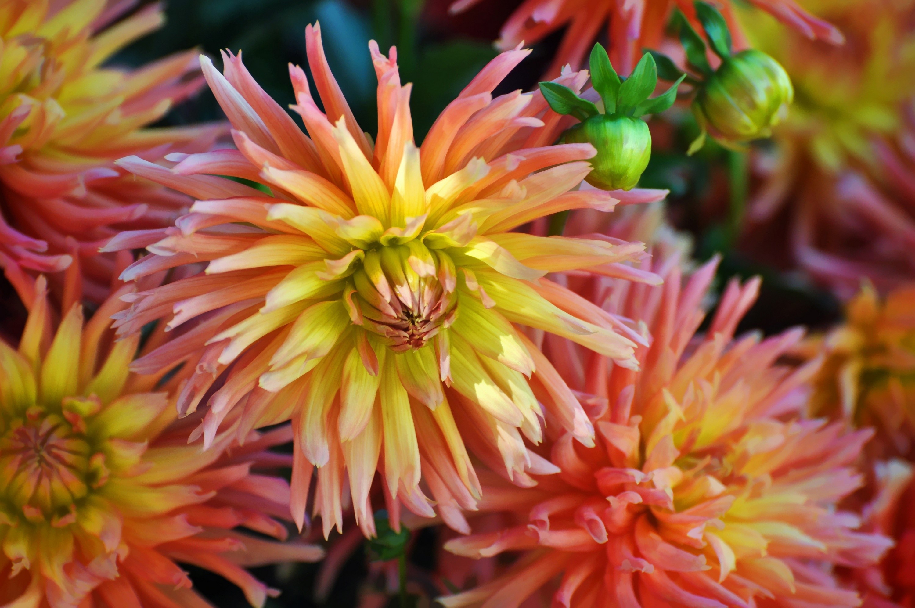 Close-up of orange and yellow Dahlias HD Wallpaper