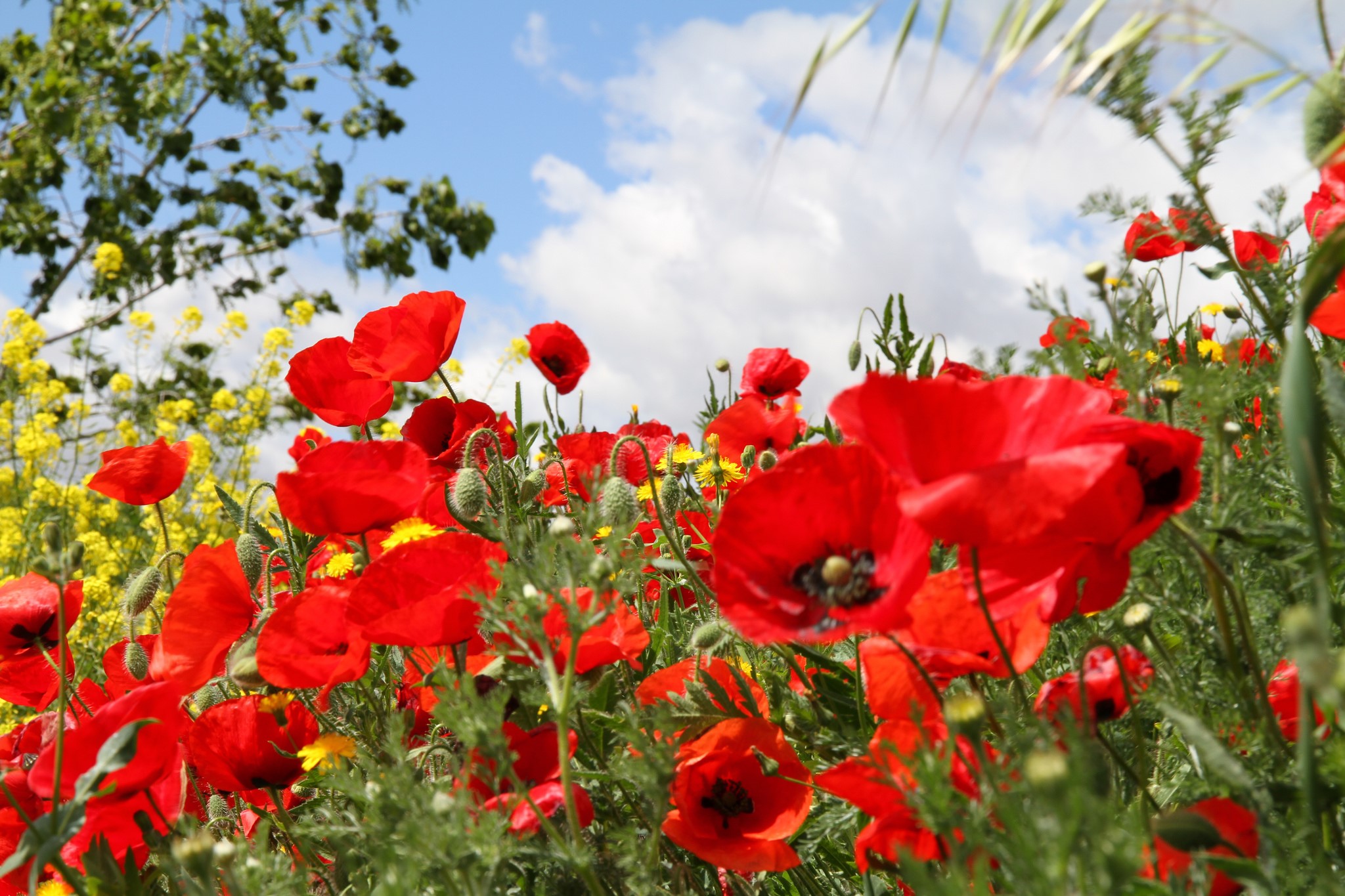 Field of Red Poppies and Yellow Flowers HD Wallpaper