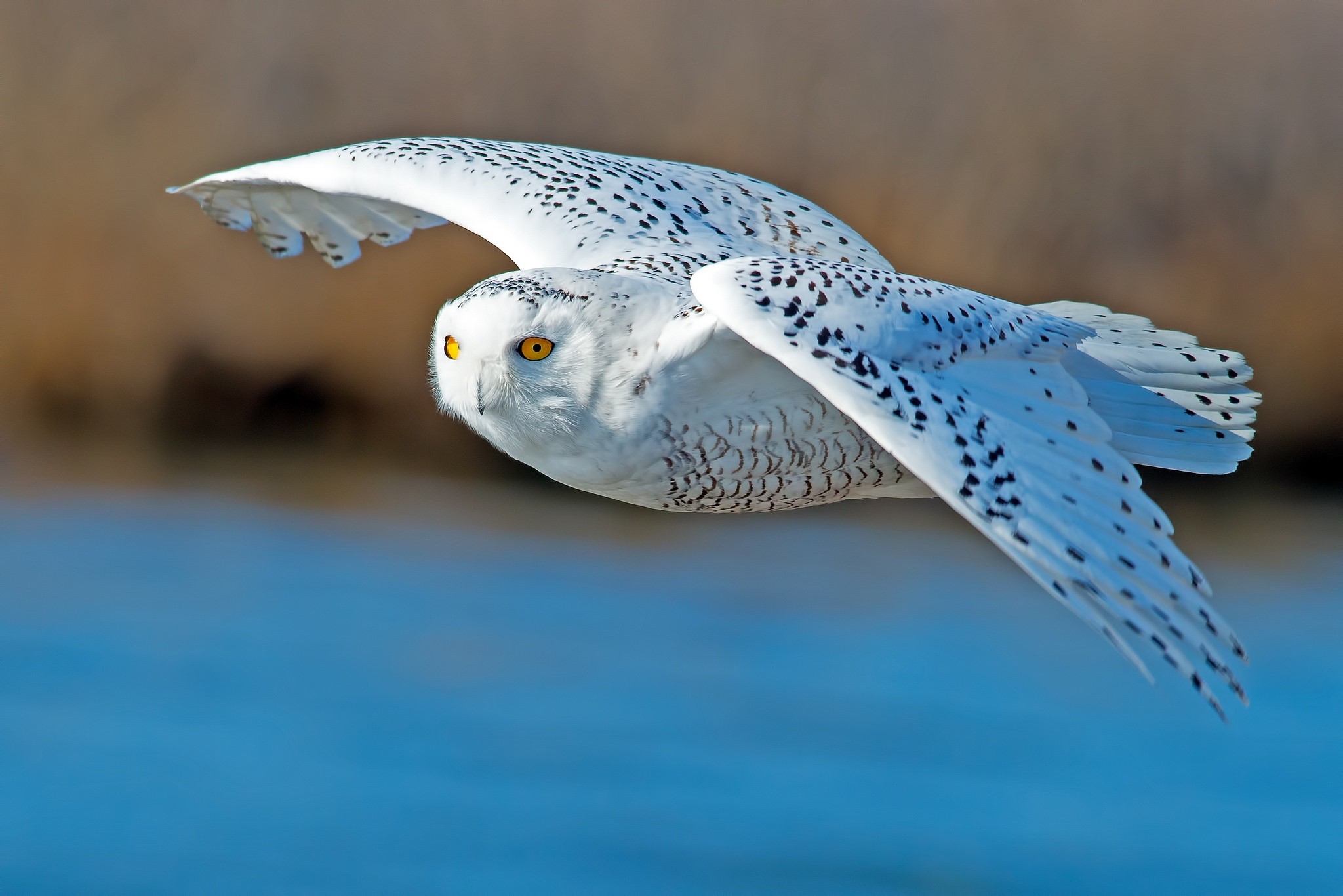 Snowy owl in flight over water HD Wallpaper