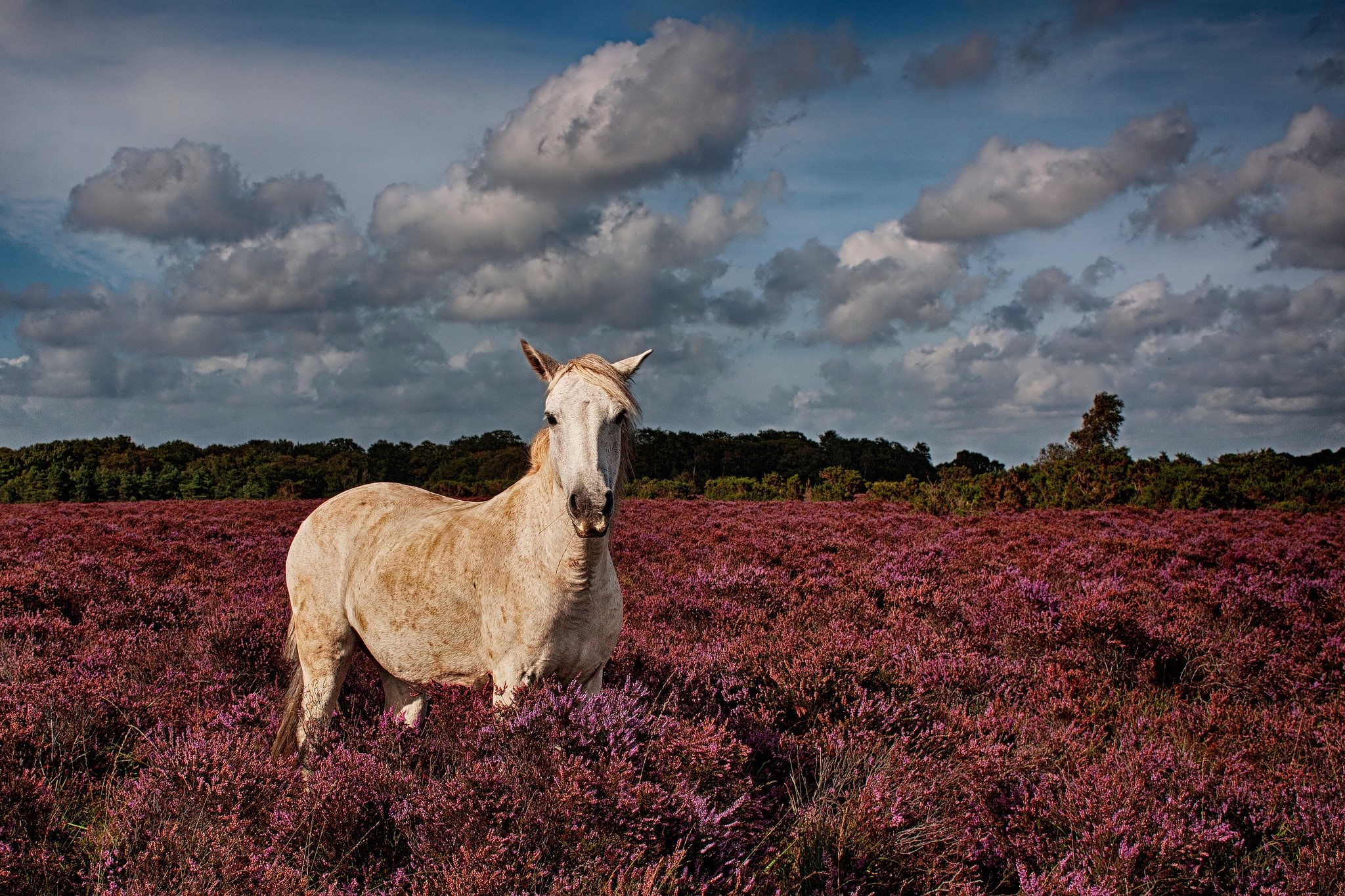 Horse in a field of heather under a cloudy sky HD Wallpaper