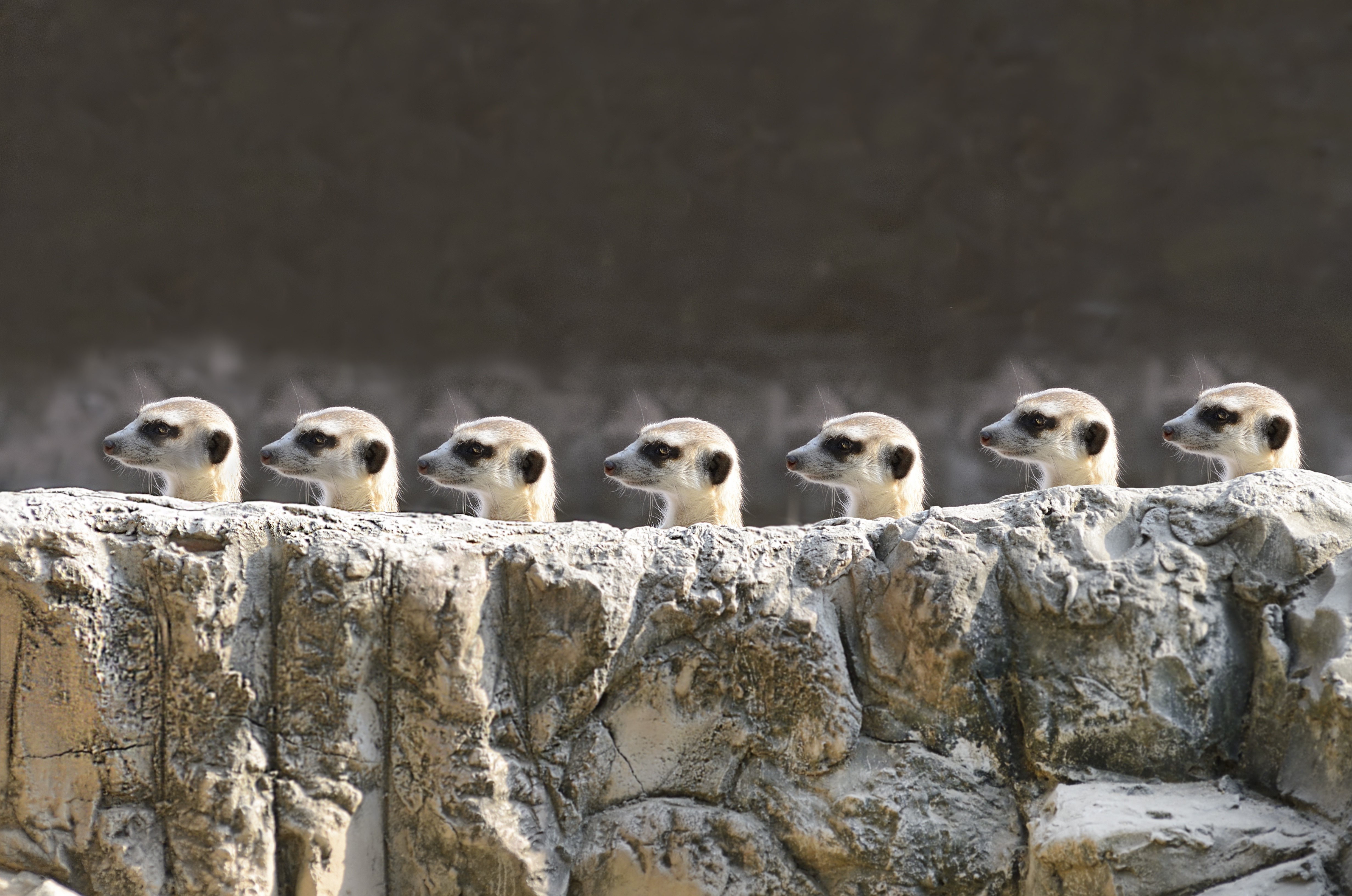 Seven meerkats peeking over rocks HD Wallpaper