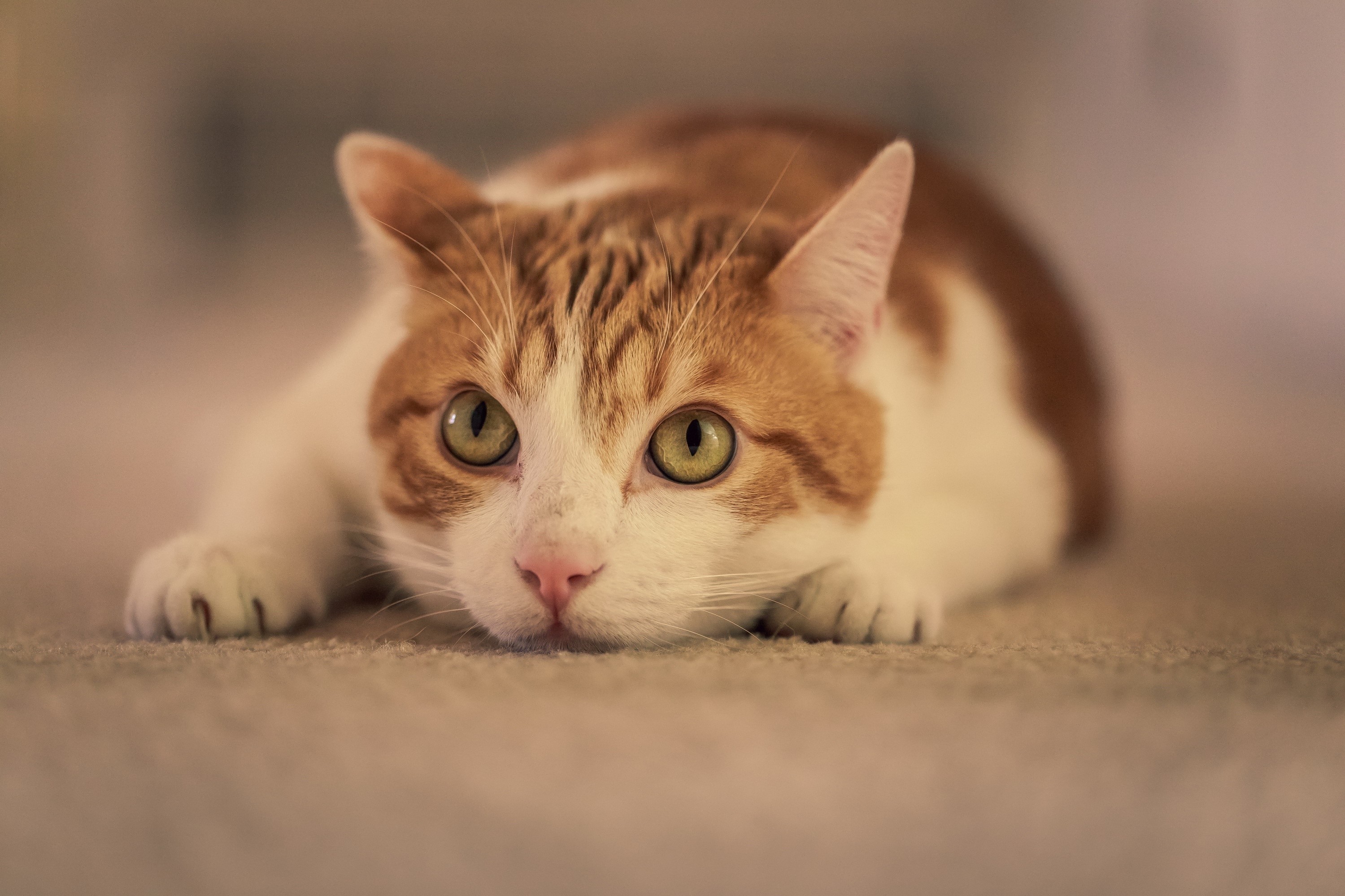 Orange and white cat lying down HD Wallpaper