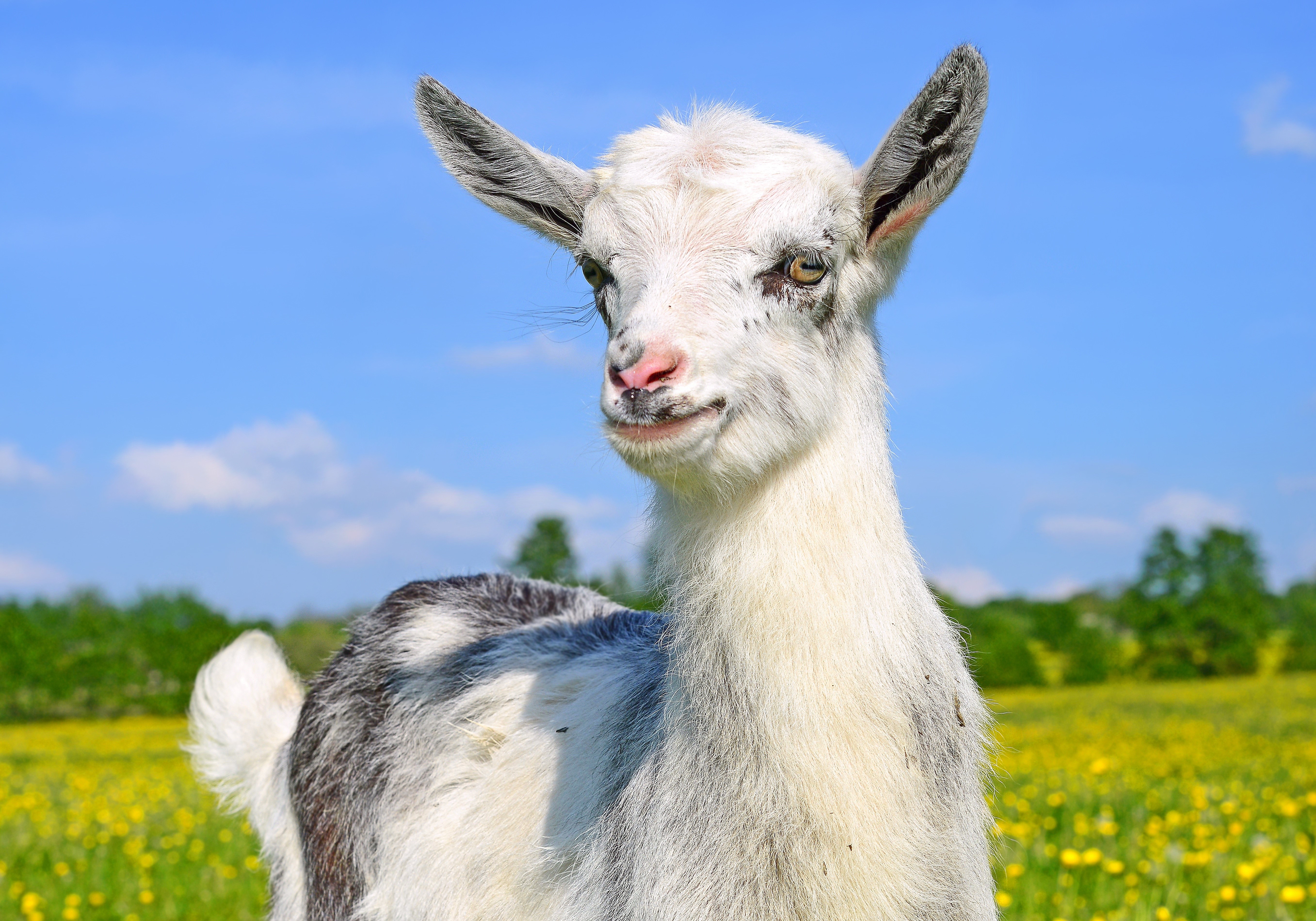 Young goat in a field HD Wallpaper