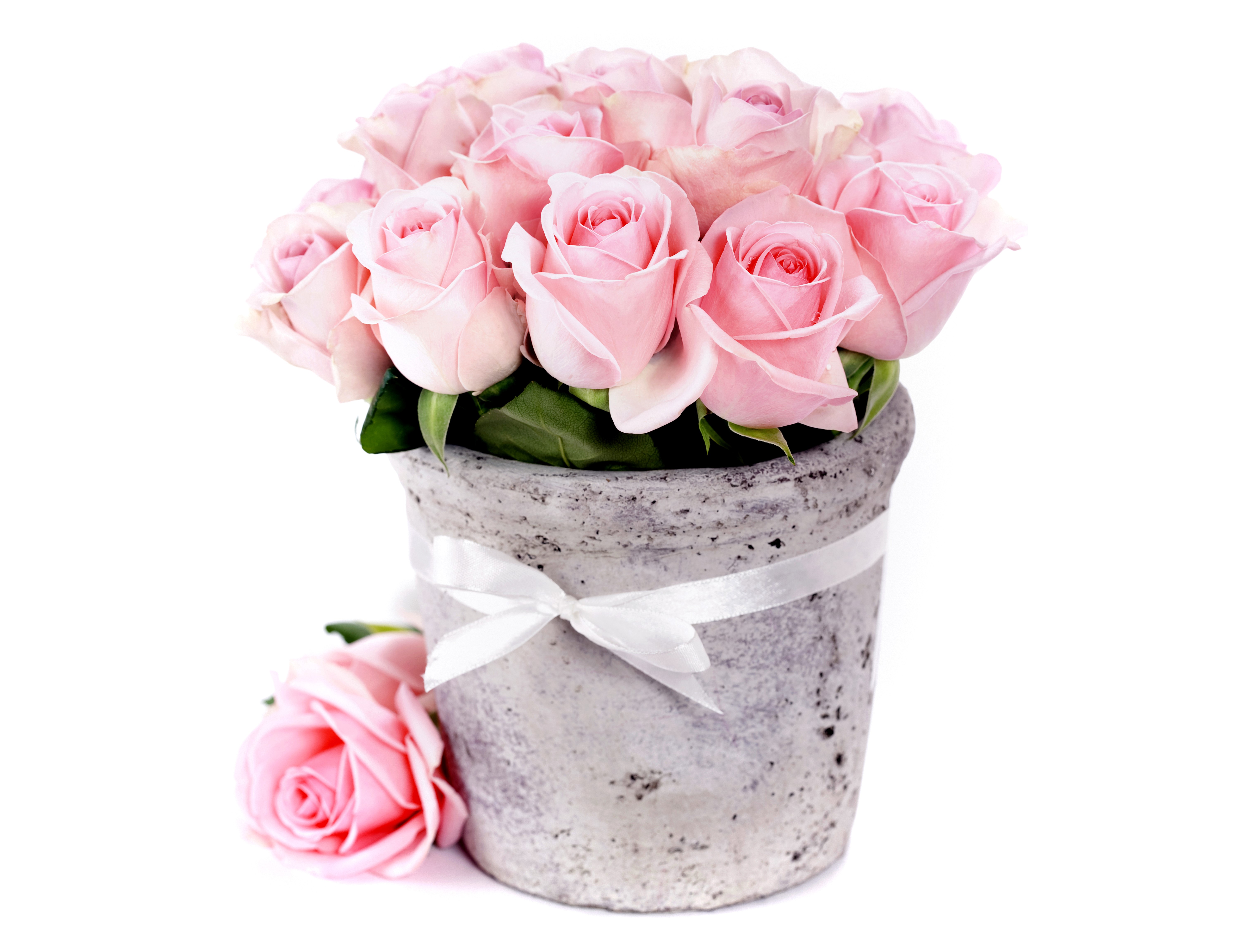 Pink Roses in a Pot HD Wallpaper