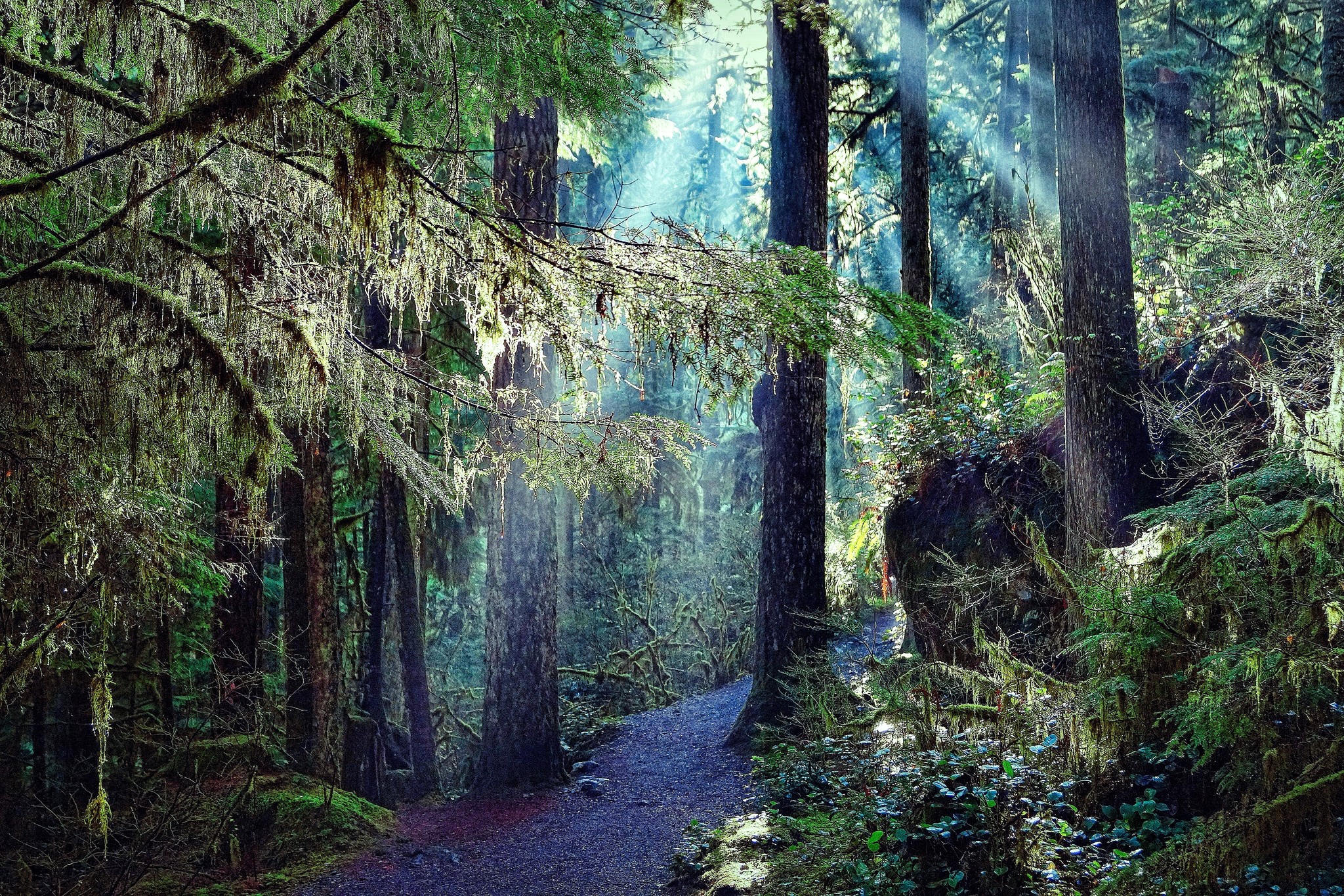 Sunlight filtering through a moss-covered forest with a trail HD Wallpaper