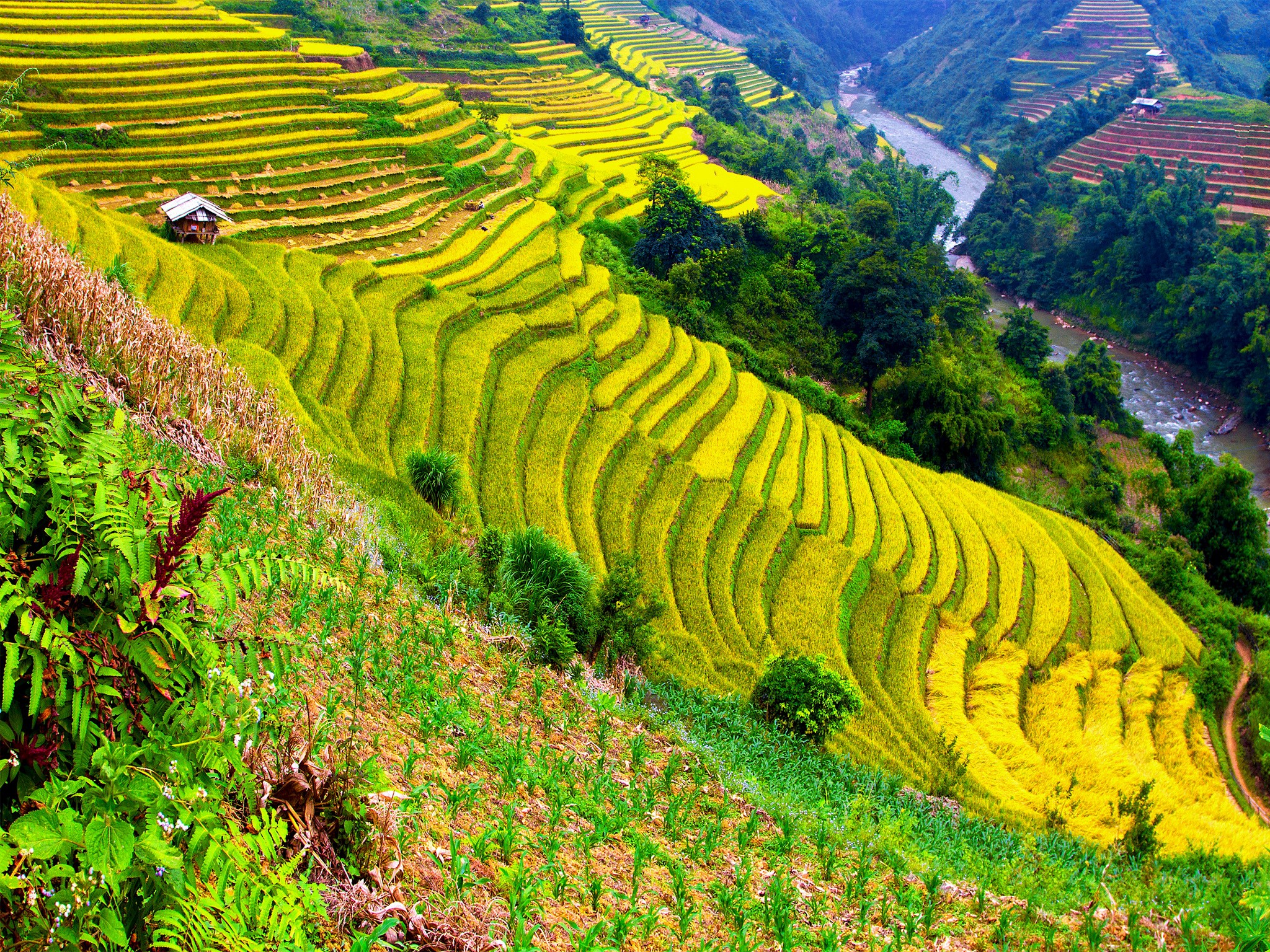 Terraced rice fields and river in a valley HD Wallpaper