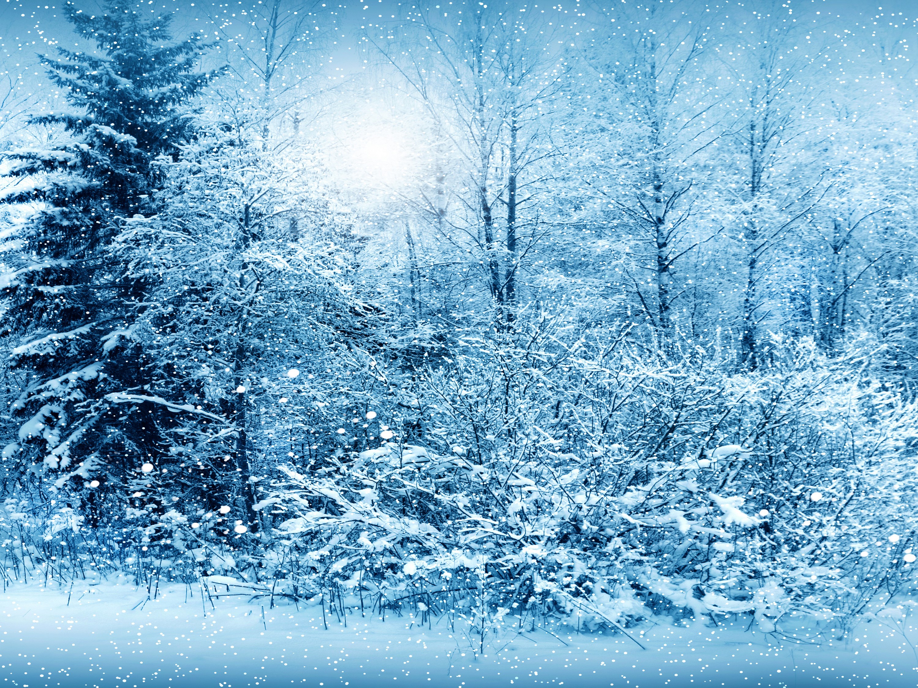Snowy forest with spruce trees and falling snow HD Wallpaper