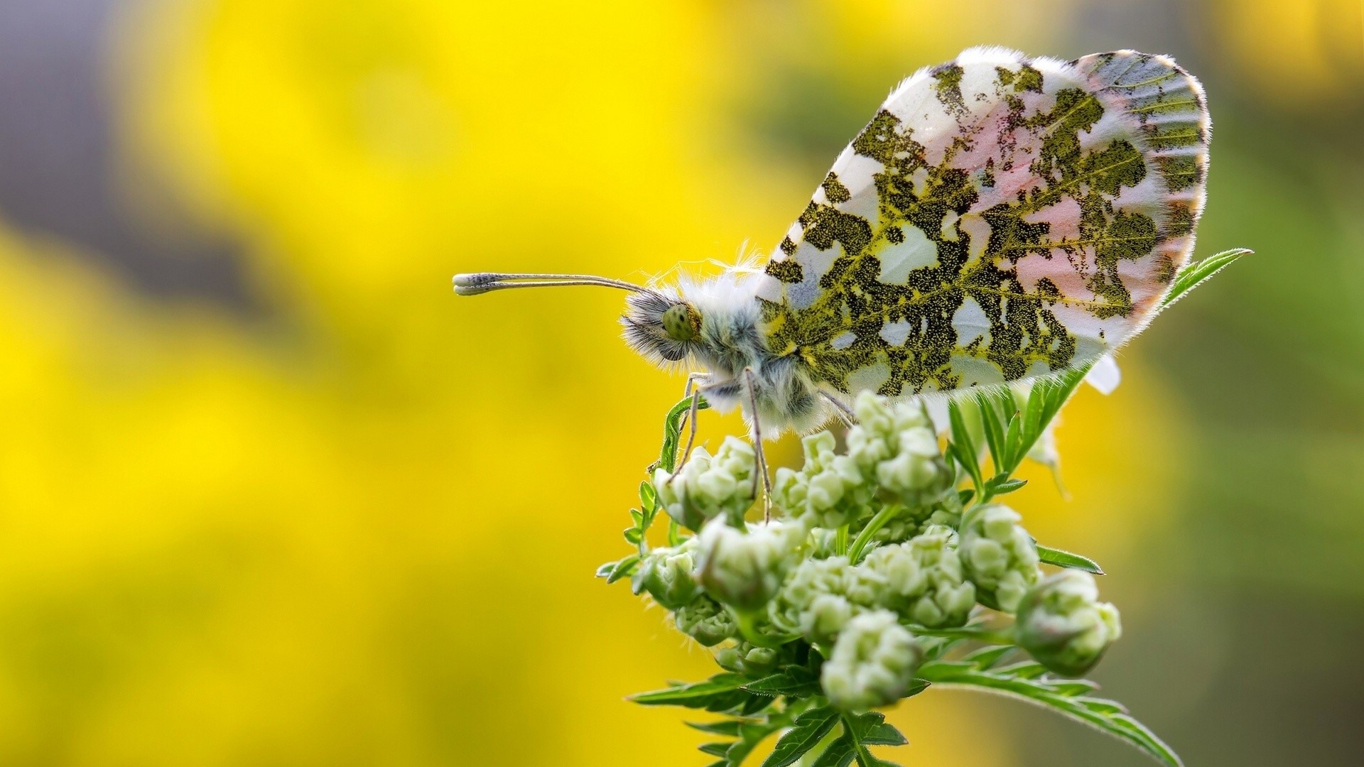 Orange Tip Butterfly on a Flower HD Wallpaper