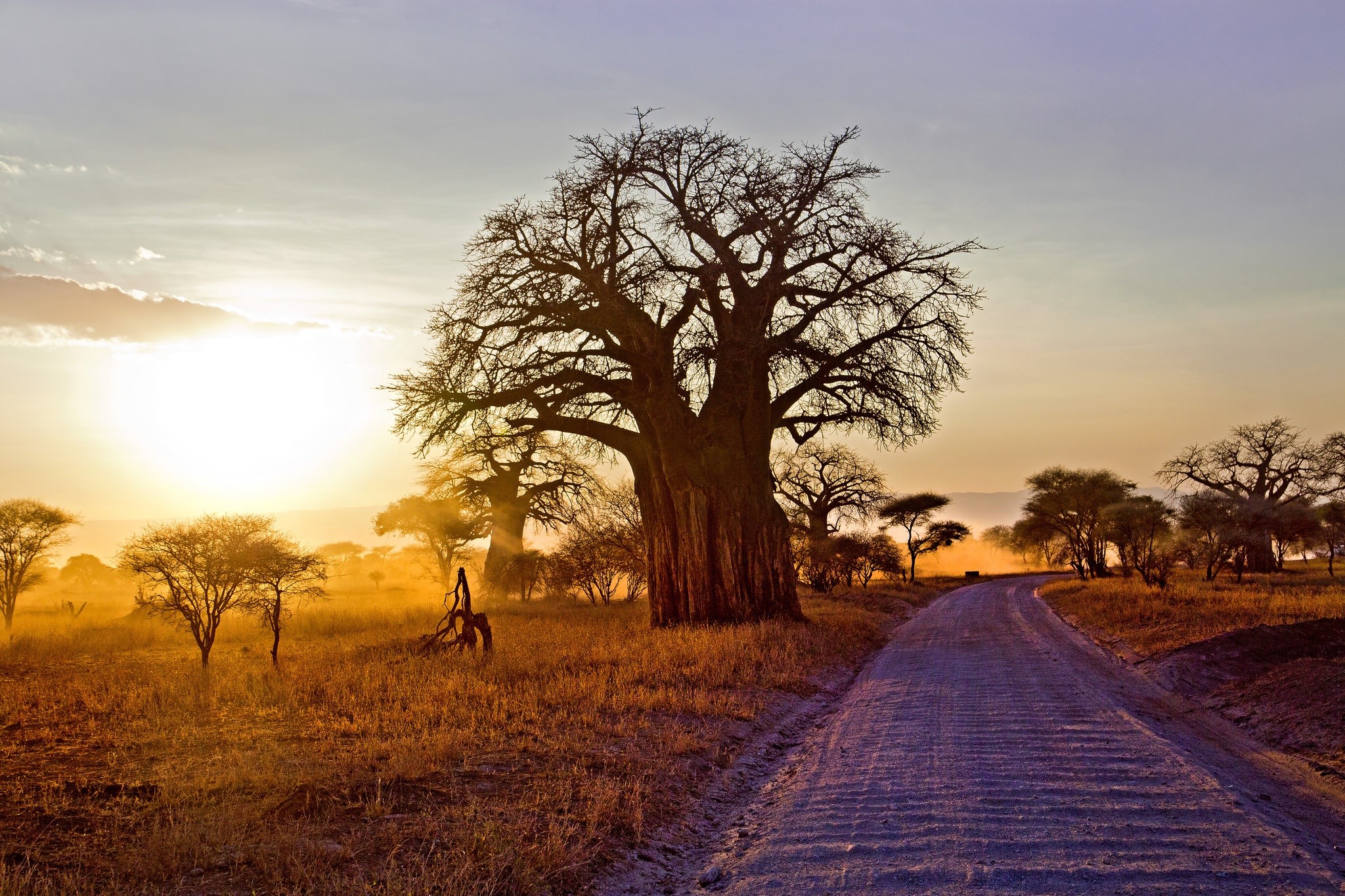 Baobab trees on a dirt road at sunrise HD Wallpaper