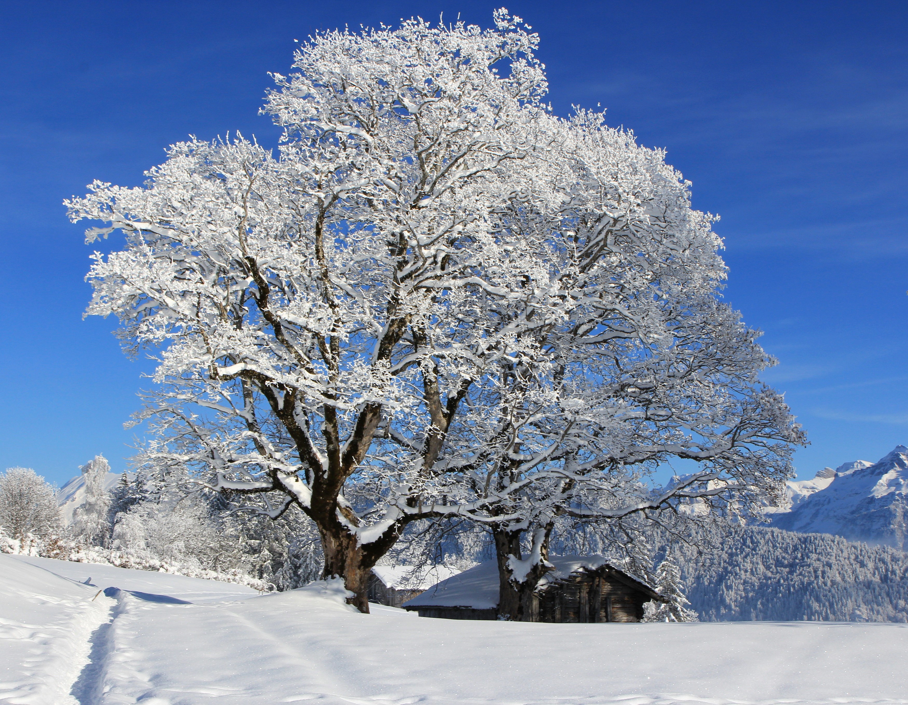 Snow-covered trees and a cabin in a winter landscape HD Wallpaper