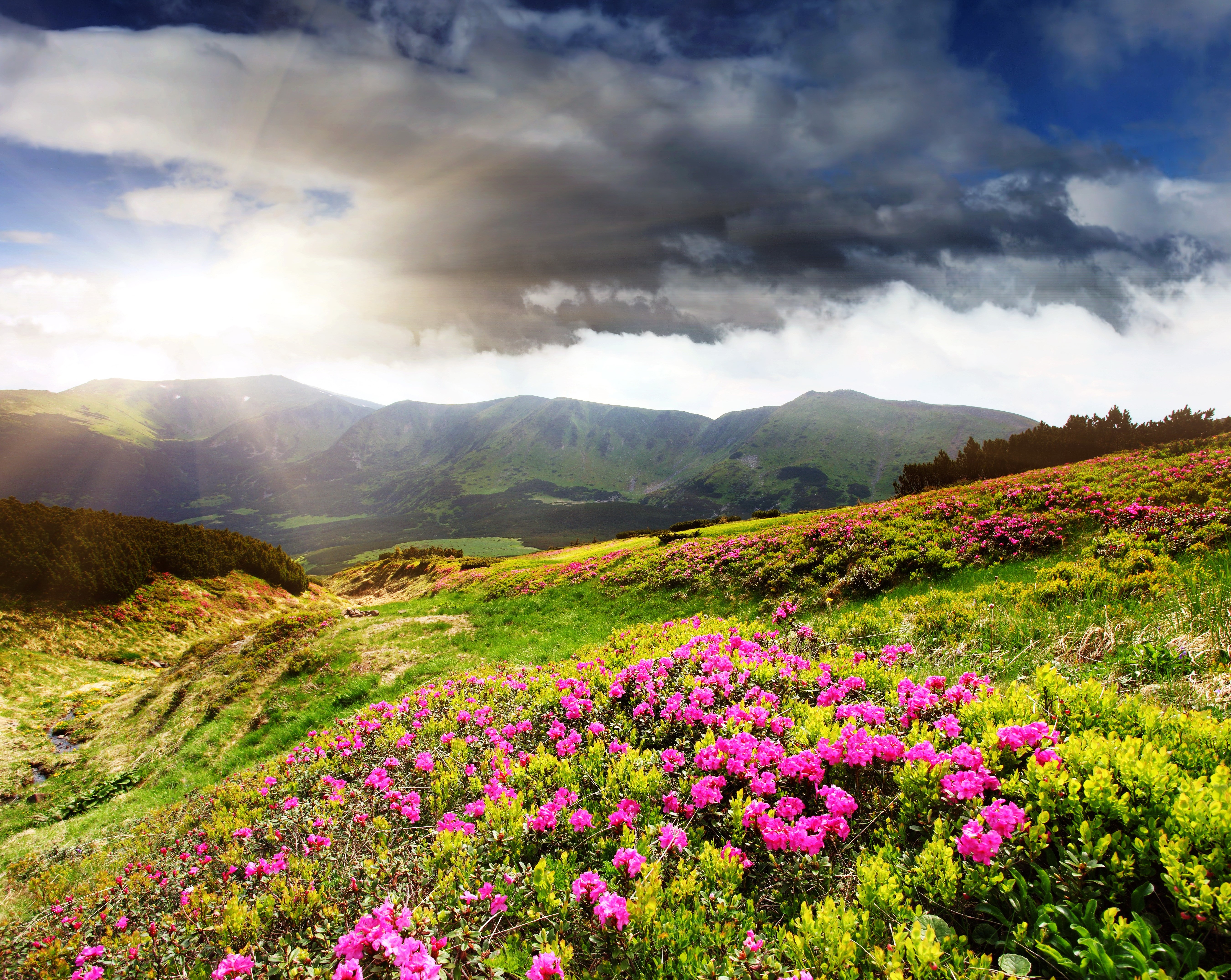 Mountains with Rhododendron Flowers and Cloudy Sky HD Wallpaper