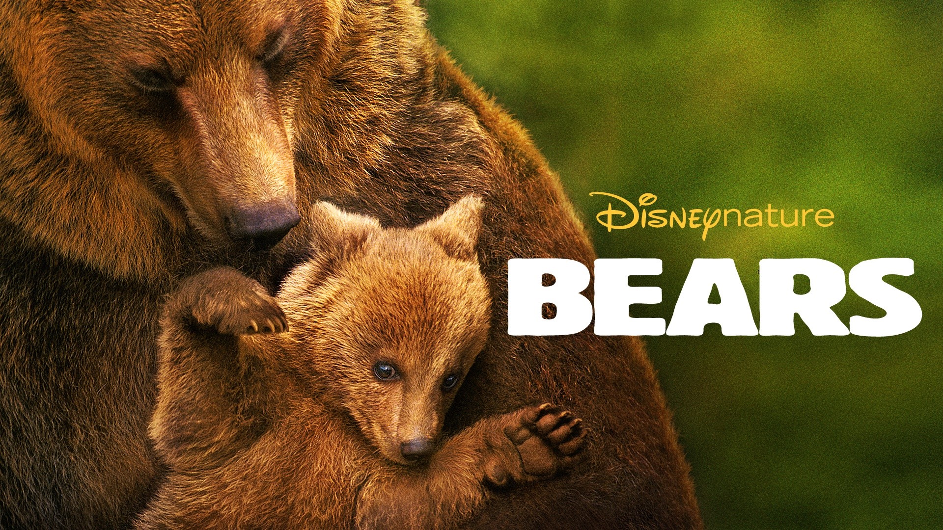 Disneynature Bears HD Wallpaper