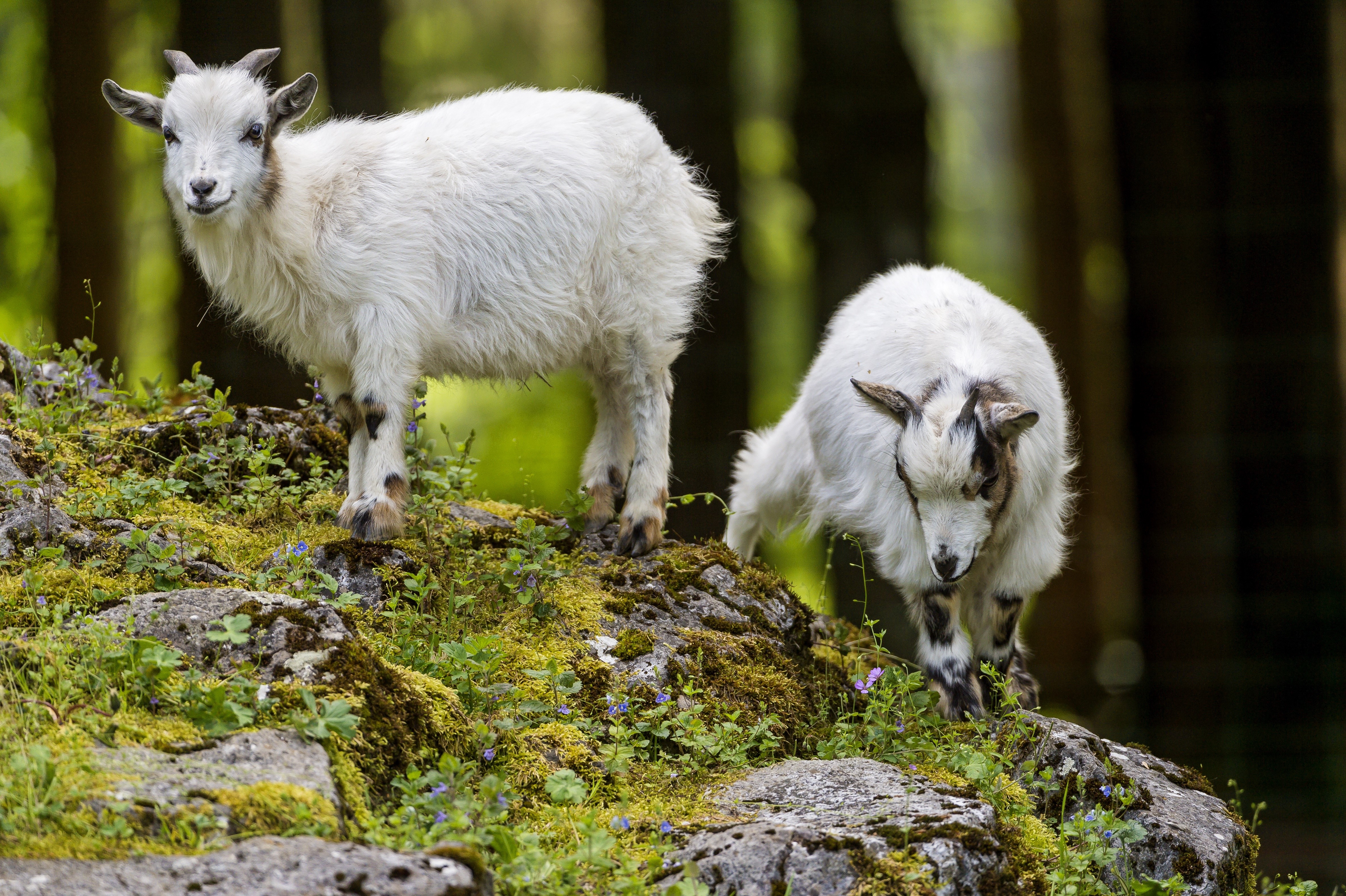 Two goats on a mossy rock HD Wallpaper