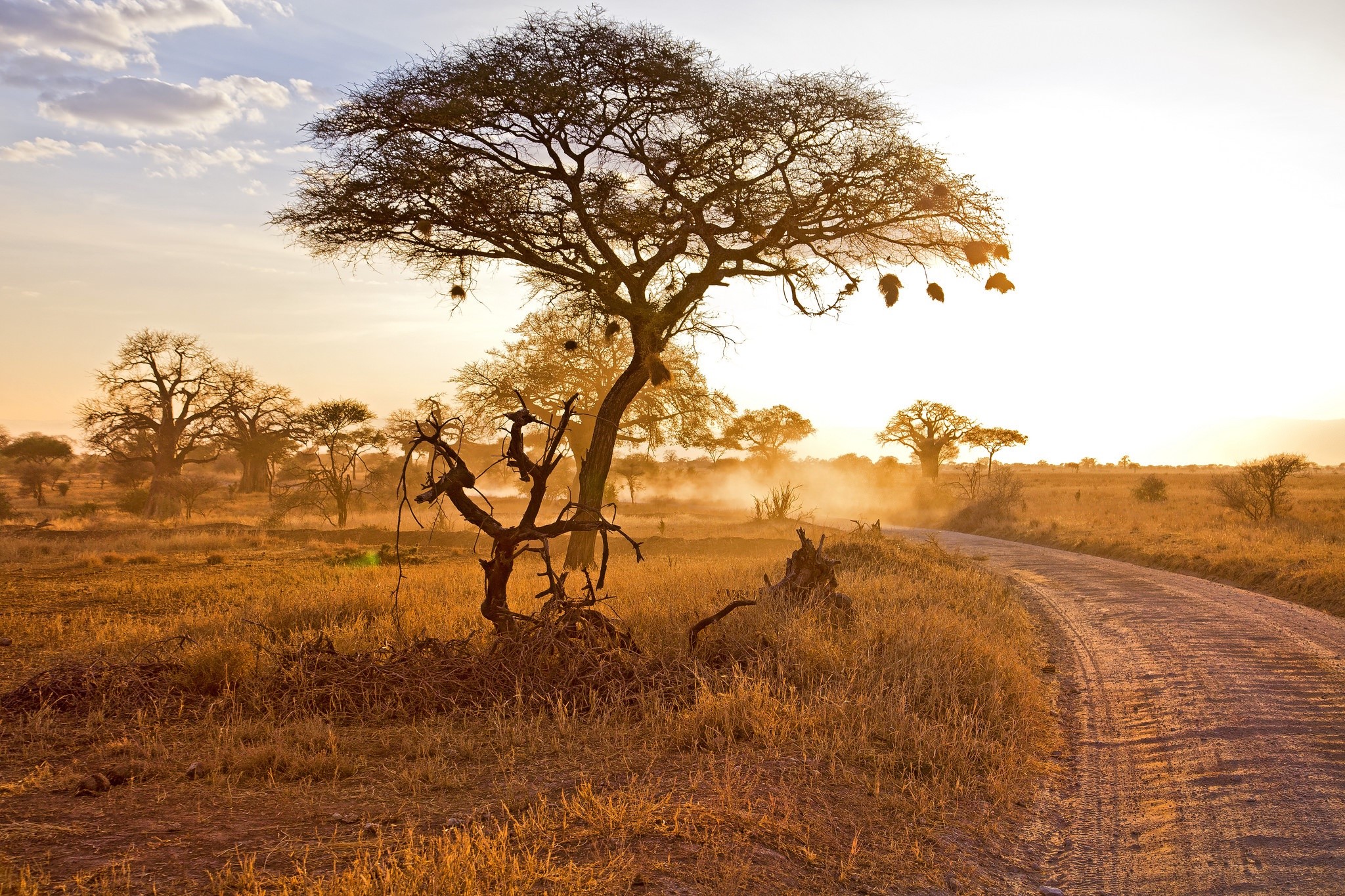 African savanna with acacia trees and dirt road at sunset HD Wallpaper
