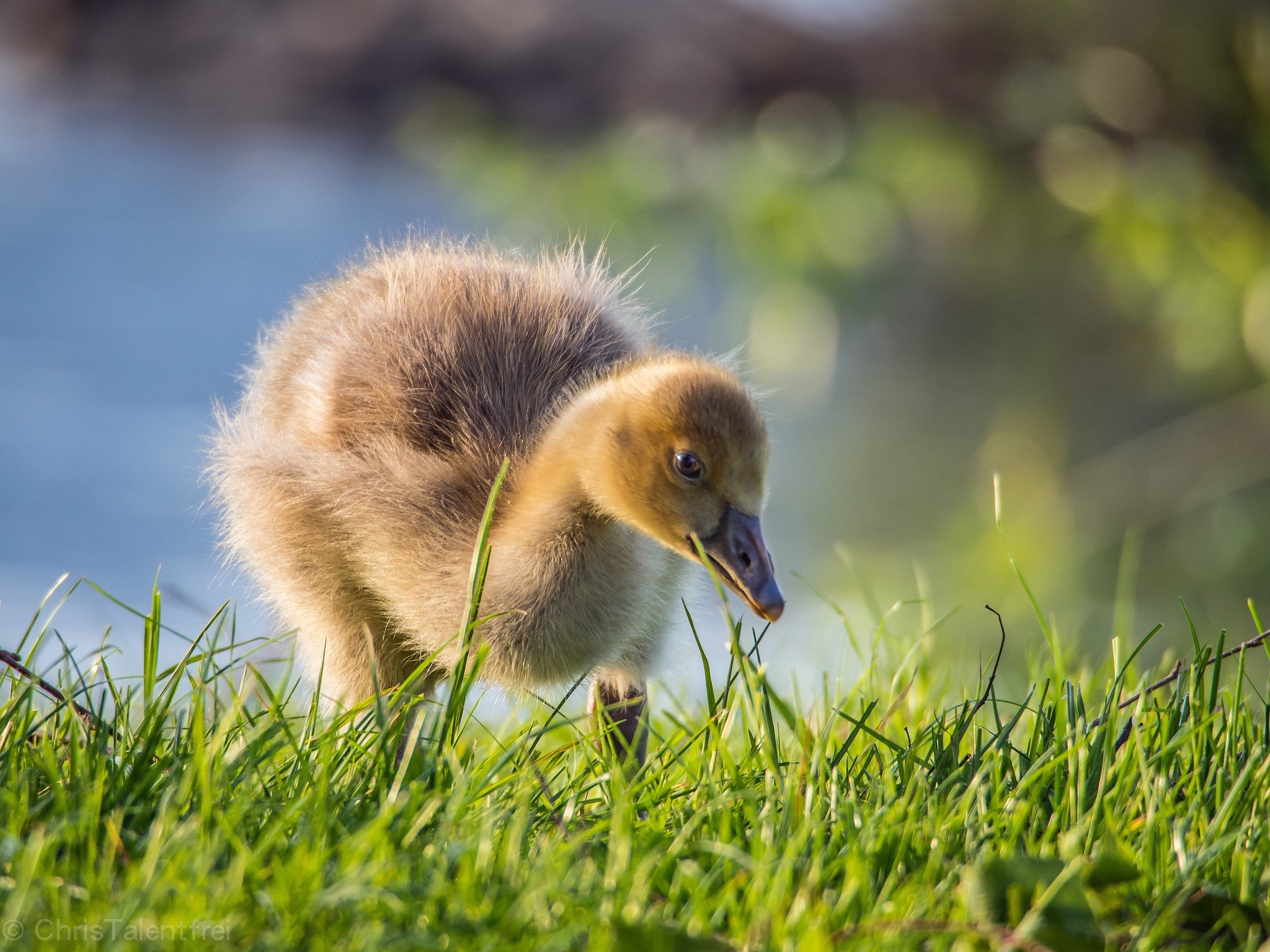 A fluffy gosling walks through green grass near water HD Wallpaper