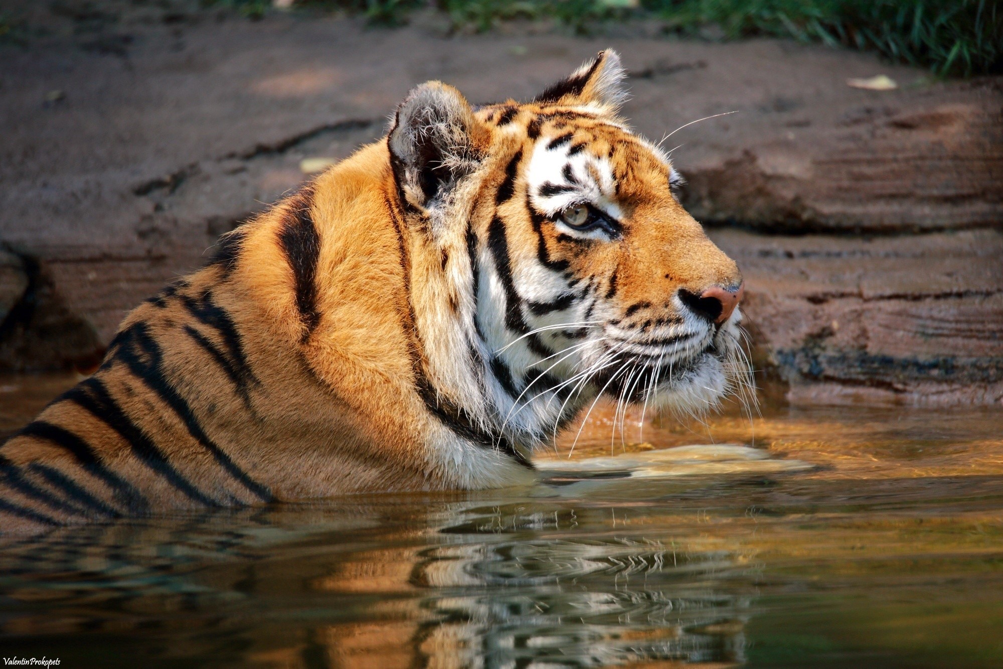 Tiger in Water HD Wallpaper