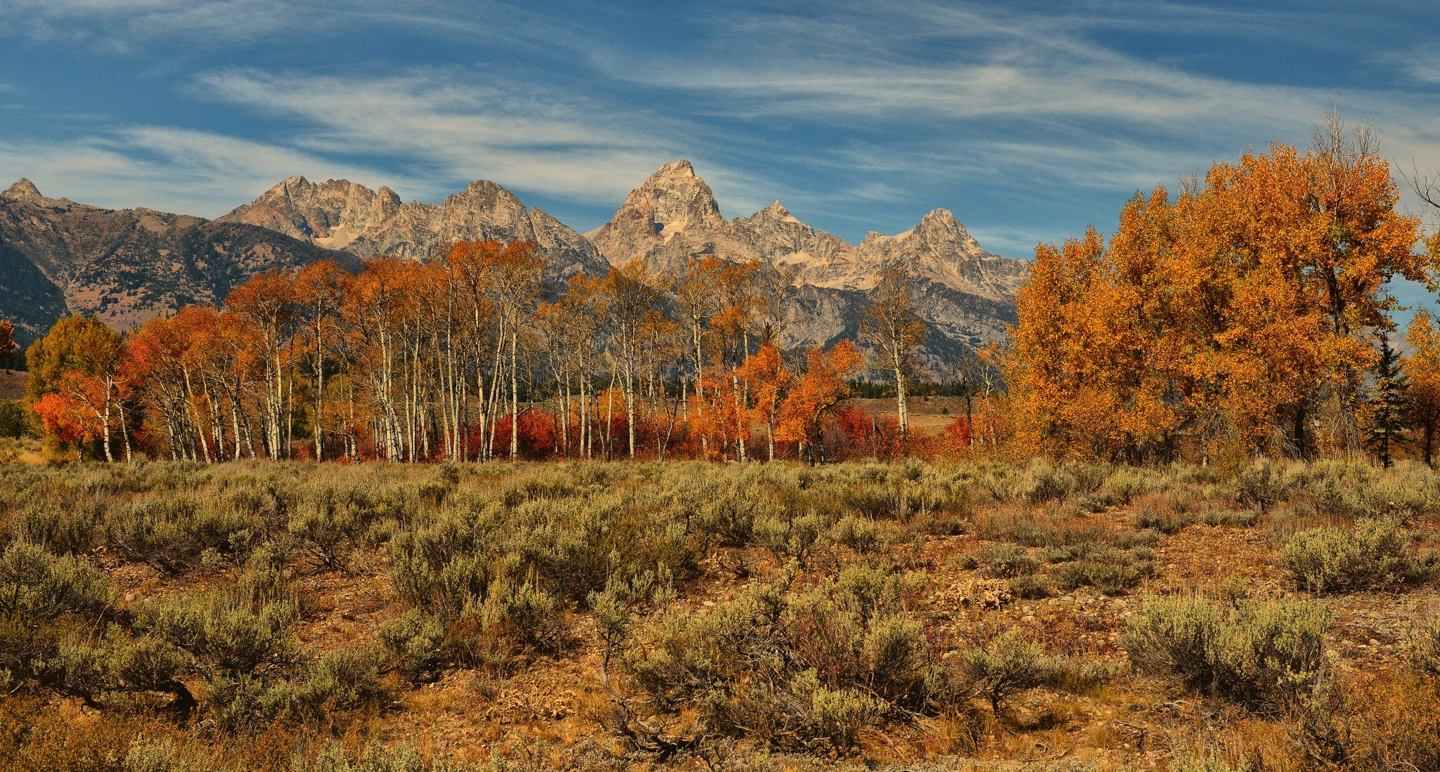Autumn Aspens and Grand Teton Mountains HD Wallpaper