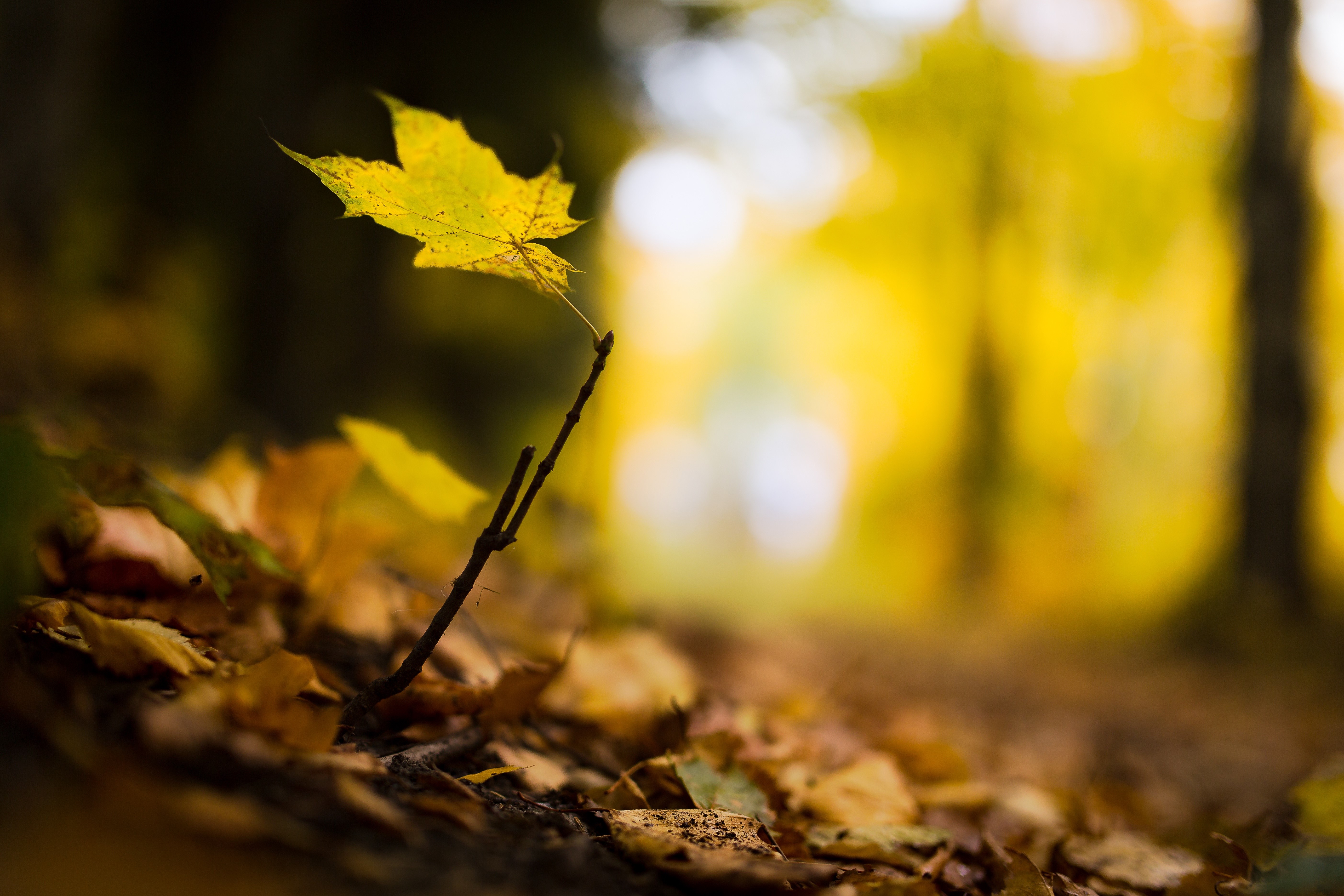 Autumn leaves on a forest floor HD Wallpaper