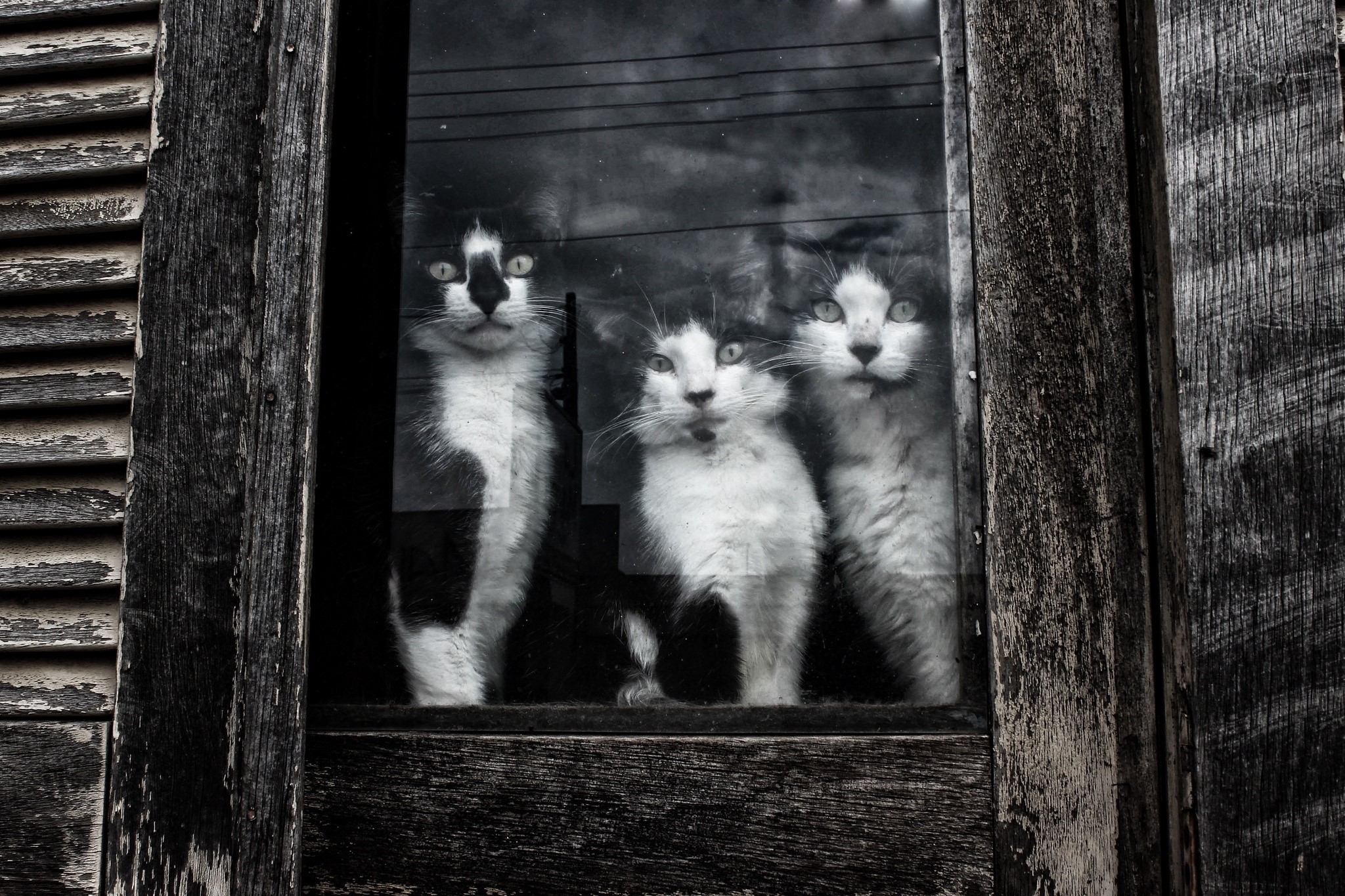 Three cats looking through a window HD Wallpaper