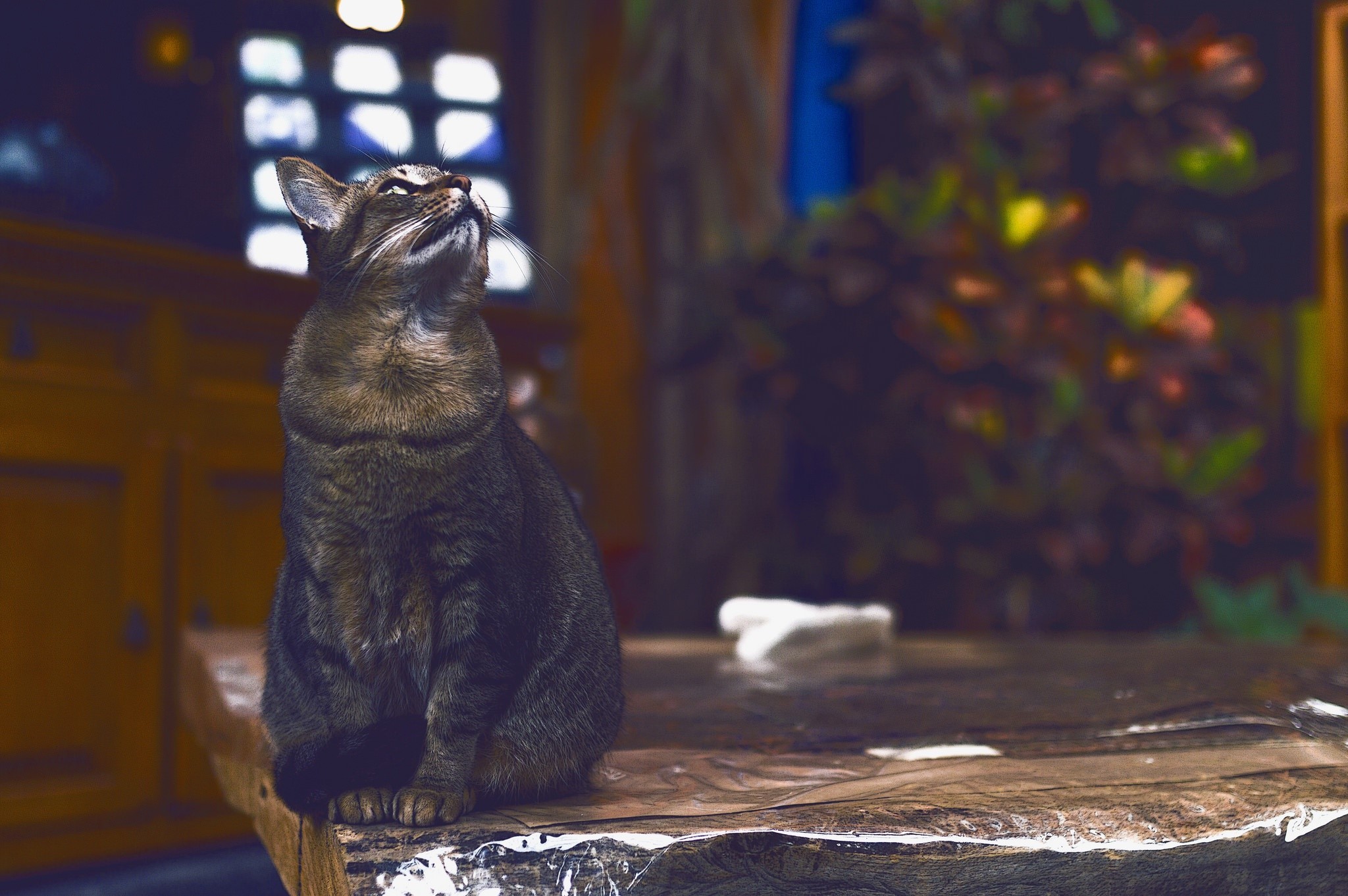 A tabby cat sits on a wooden surface and looks up. HD Wallpaper