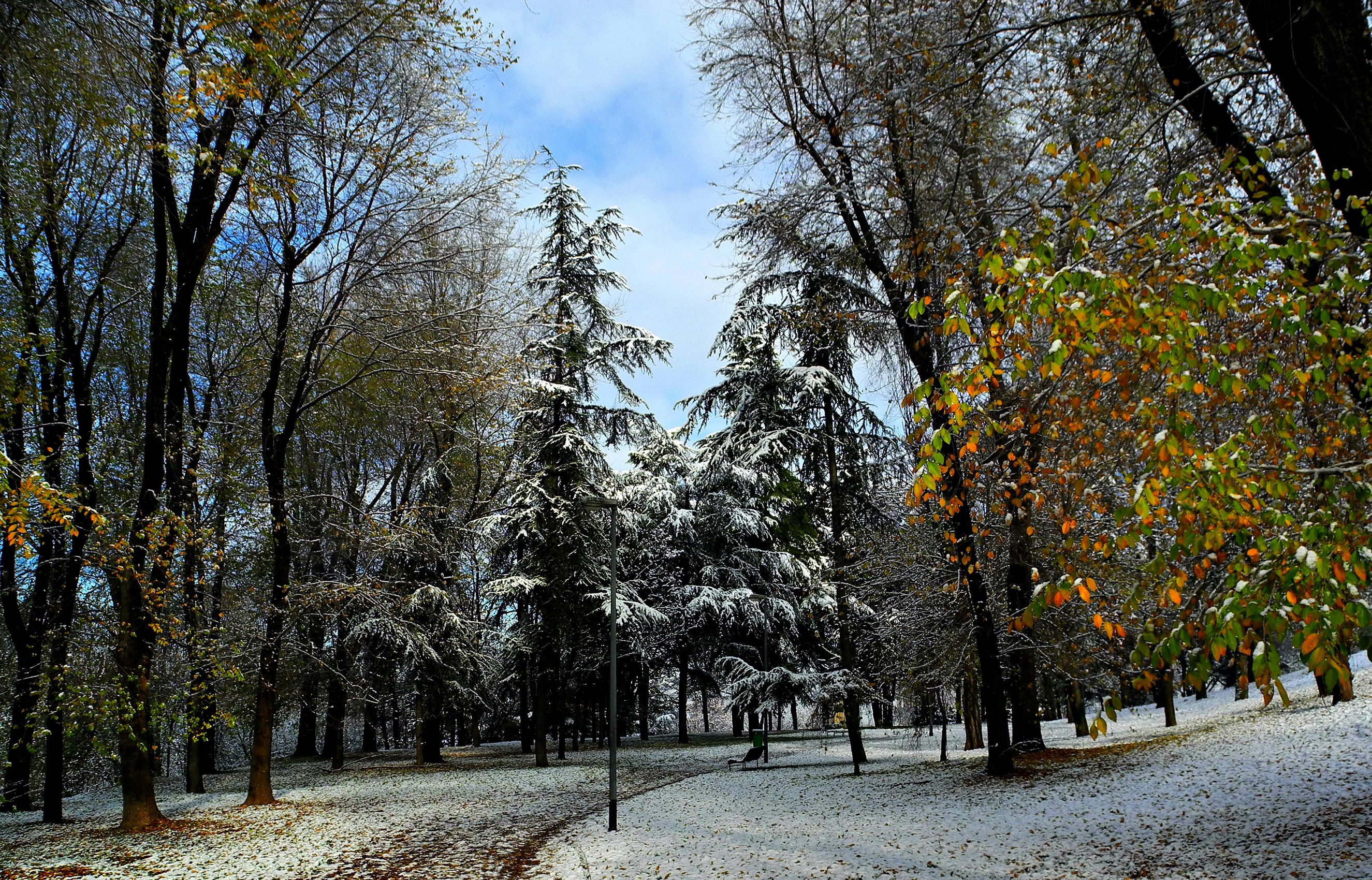 Snow-covered trees in a park during autumn HD Wallpaper