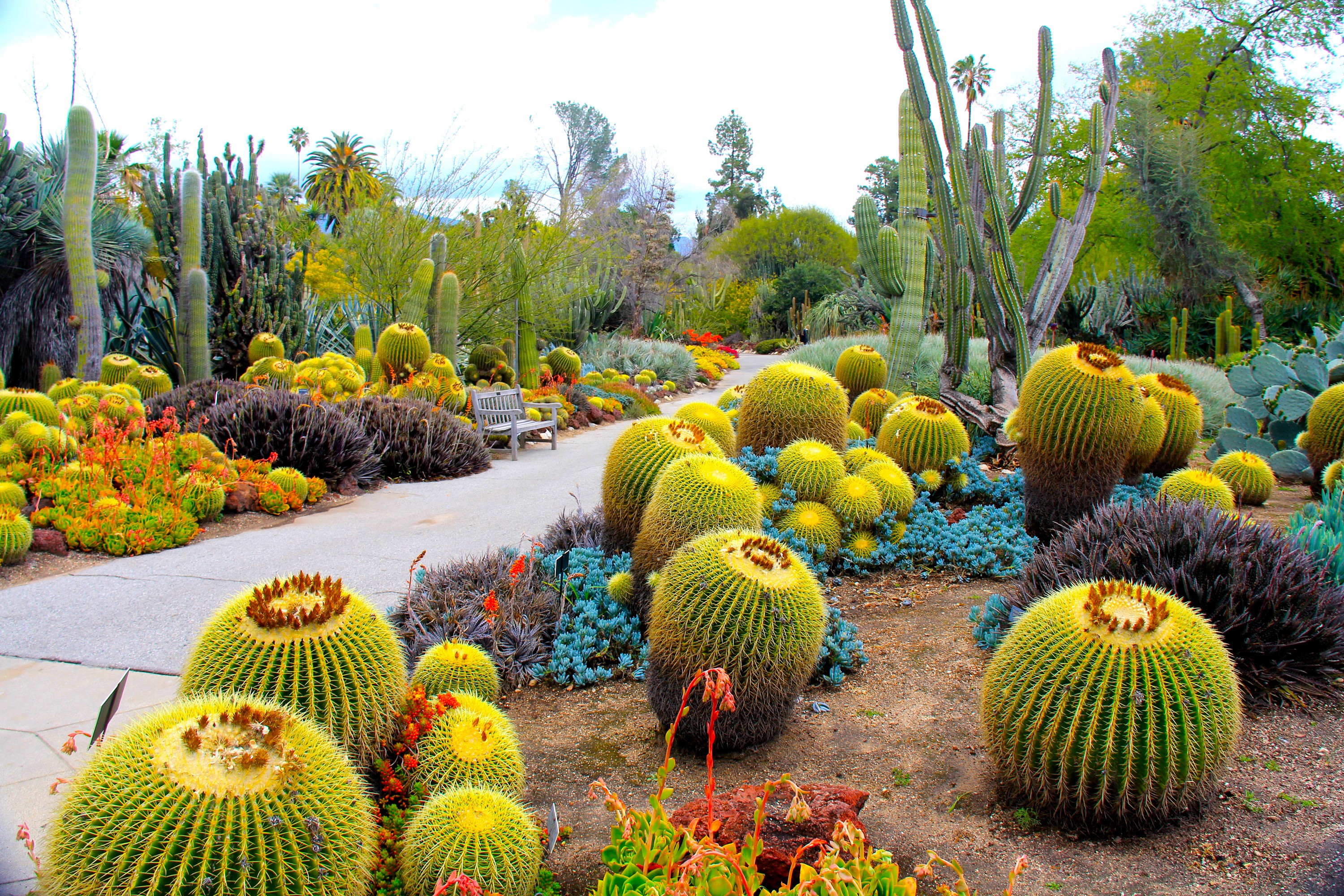 Desert Botanical Garden with Barrel Cacti and Tall Cacti HD Wallpaper