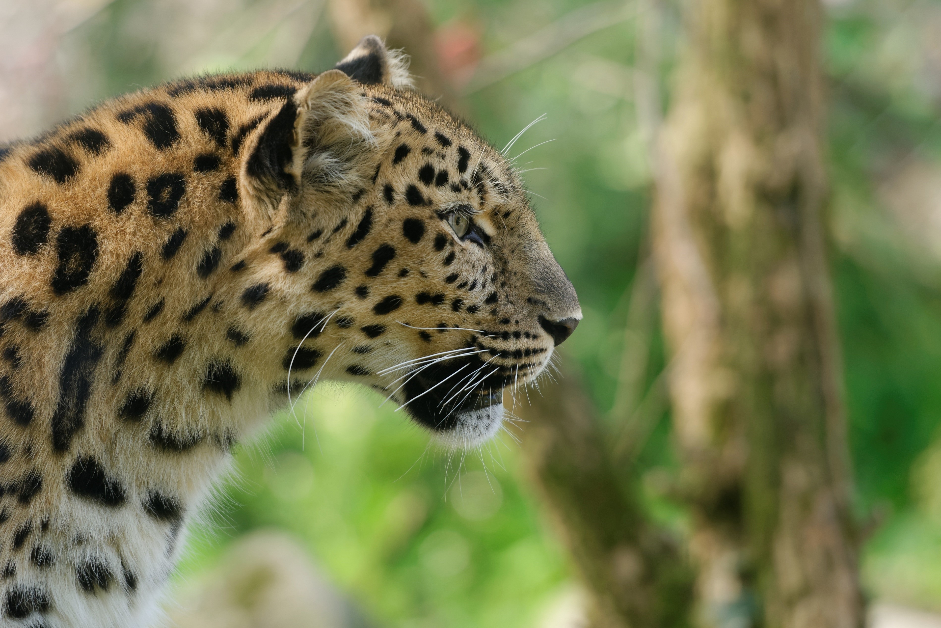 Leopard in profile with blurred background HD Wallpaper