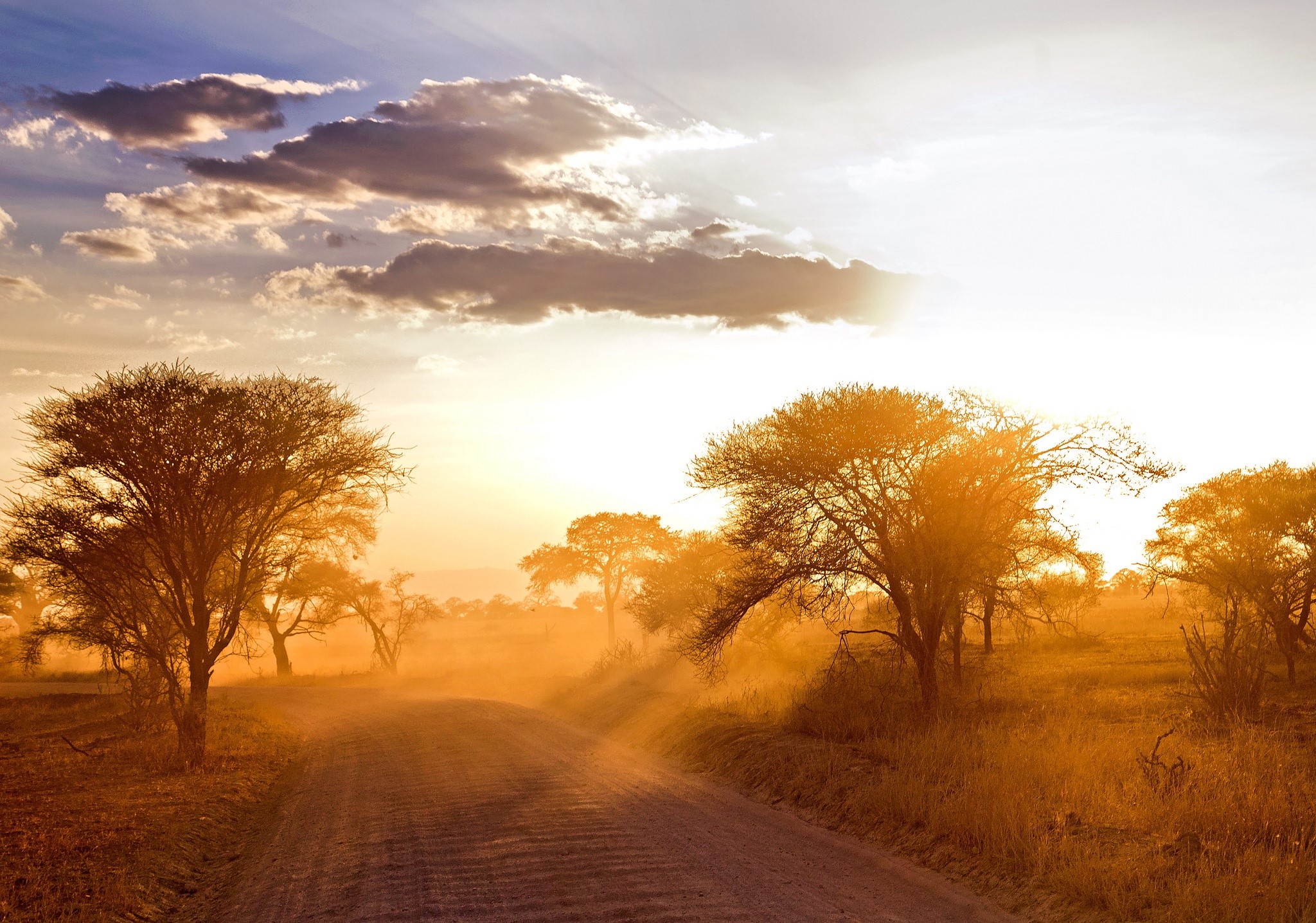 Dusty road through savanna trees at sunset HD Wallpaper