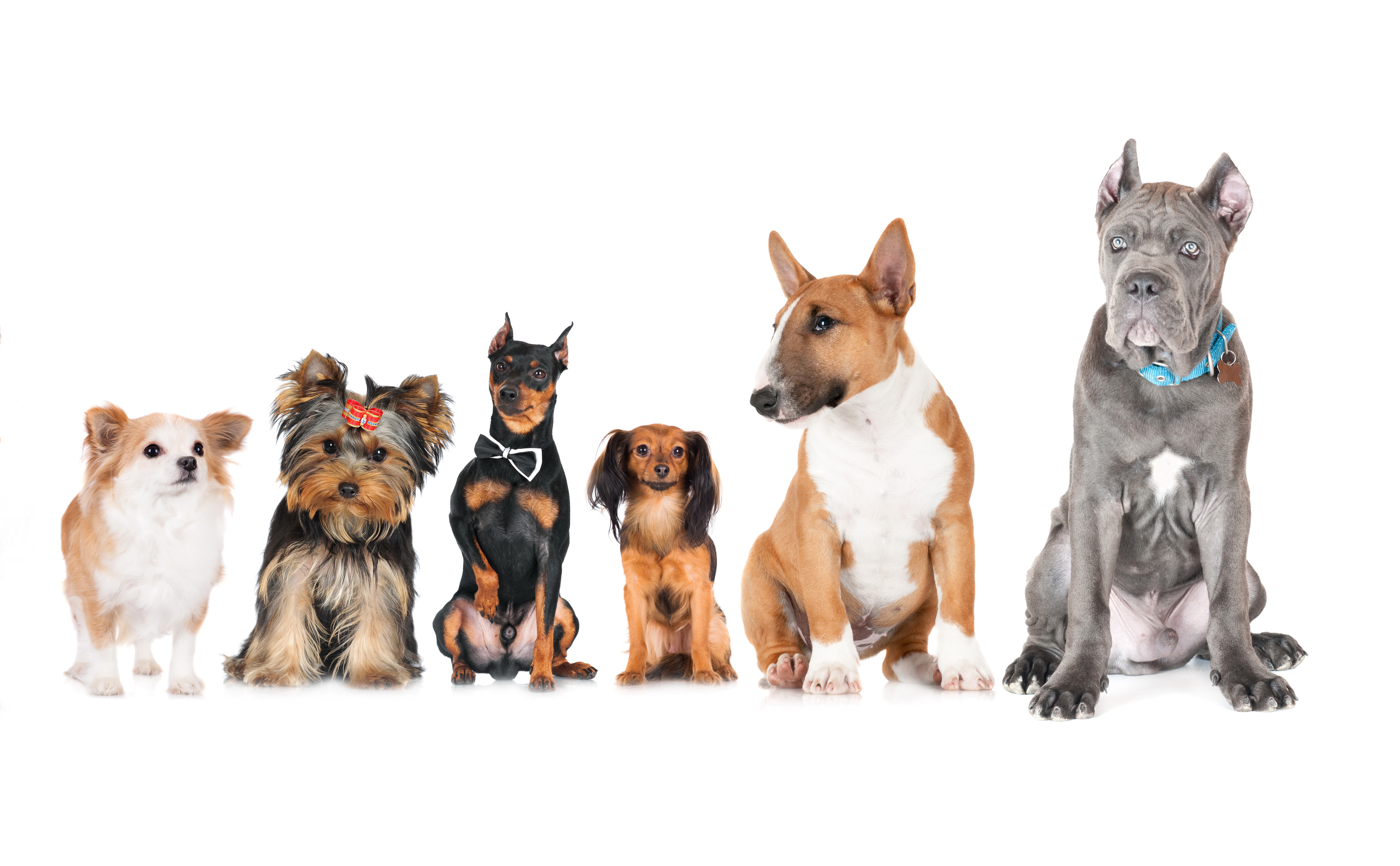 Chihuahua, Yorkshire Terrier, Pinscher, Bull Terrier, and Cane Corso dogs HD Wallpaper