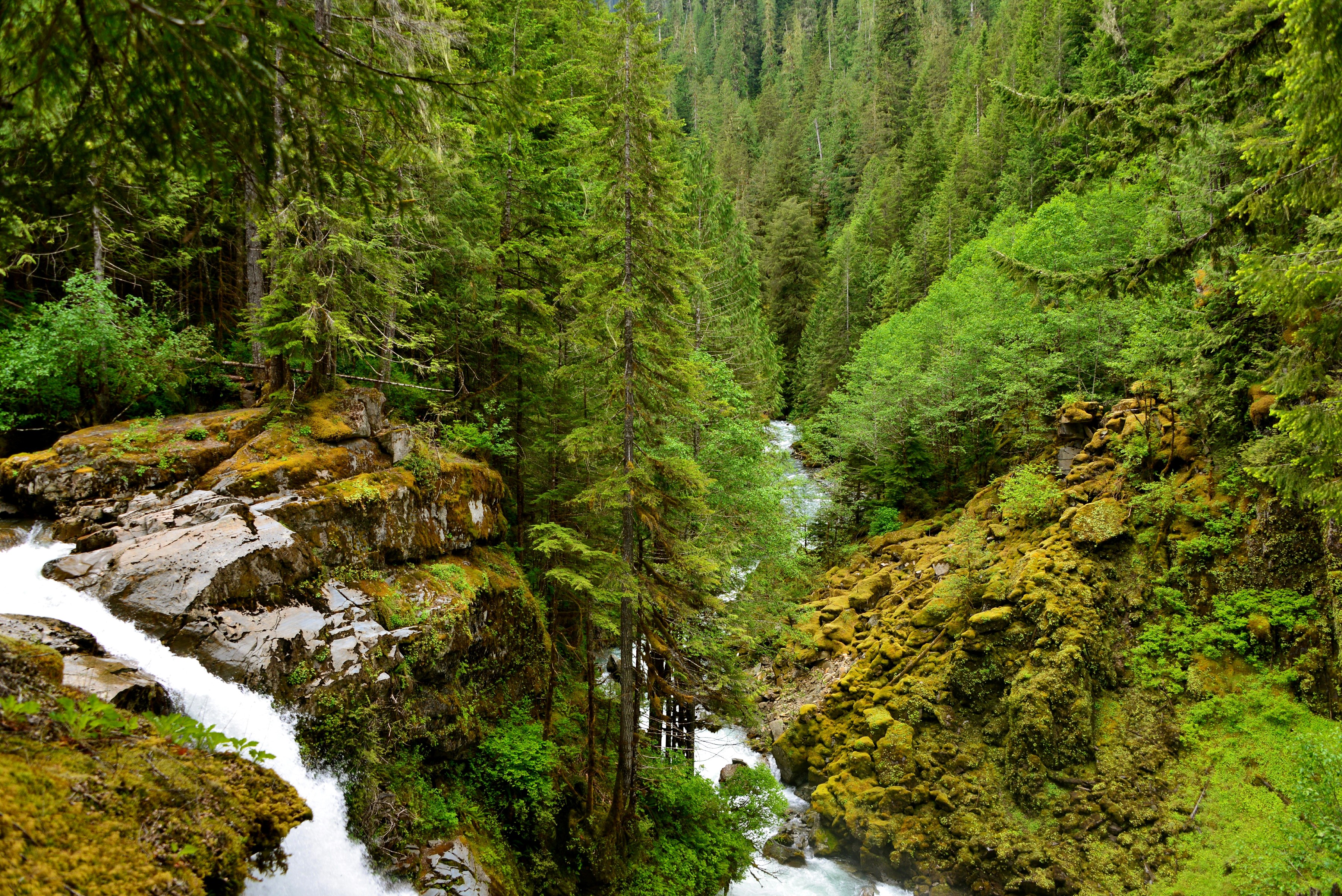 Waterfall in a dense green forest HD Wallpaper