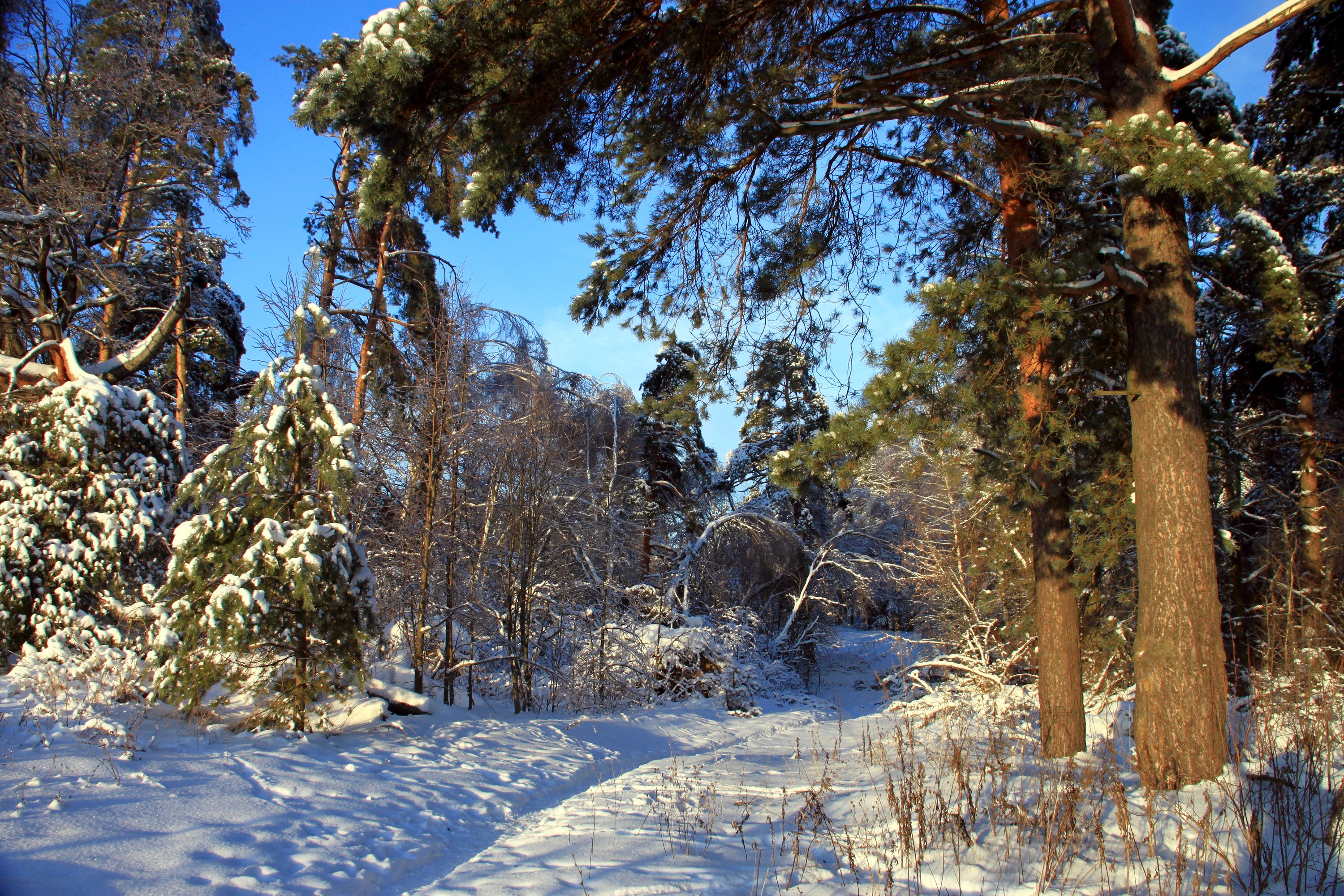 Snowy forest path with pine trees HD Wallpaper