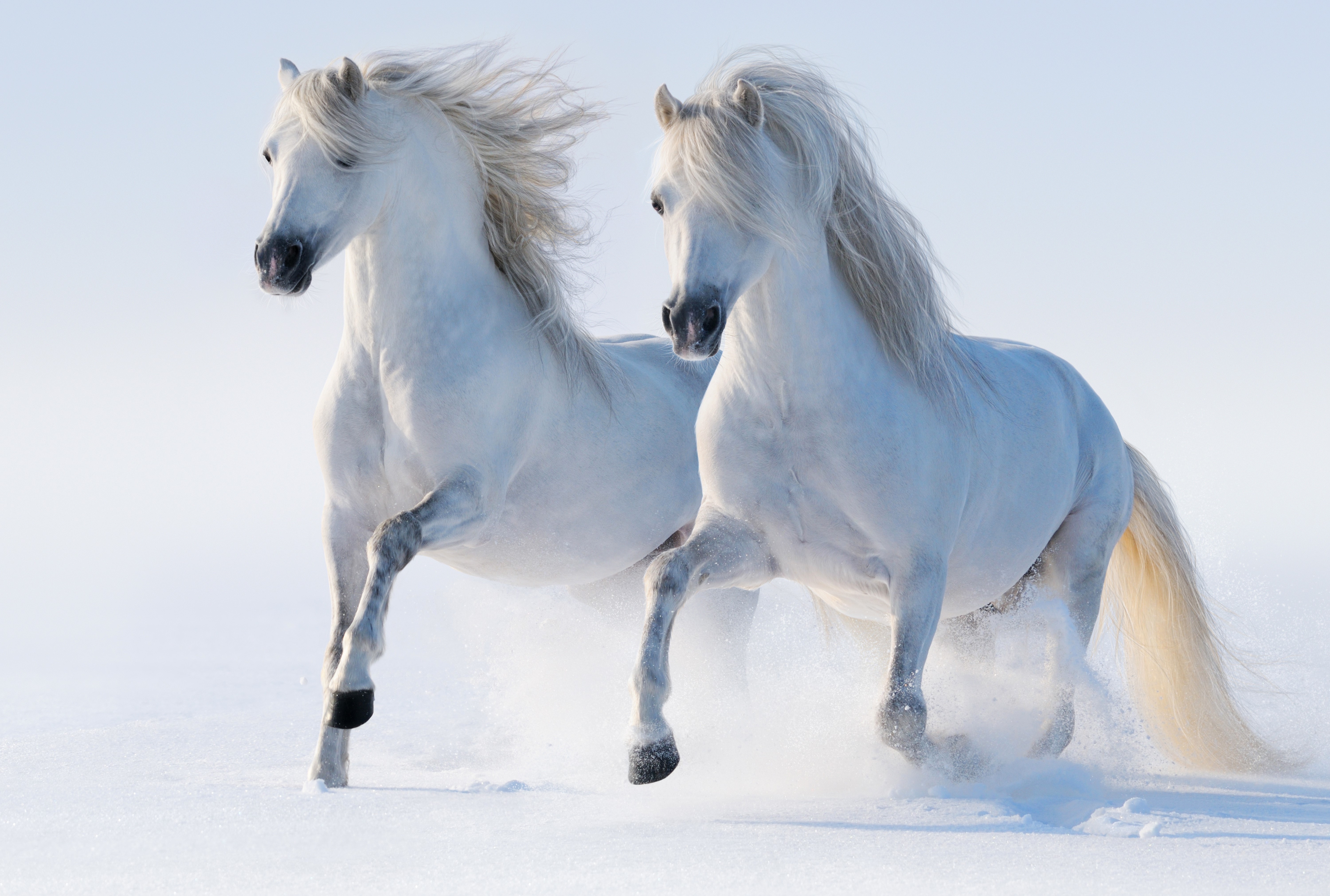 Two white horses running in the snow HD Wallpaper