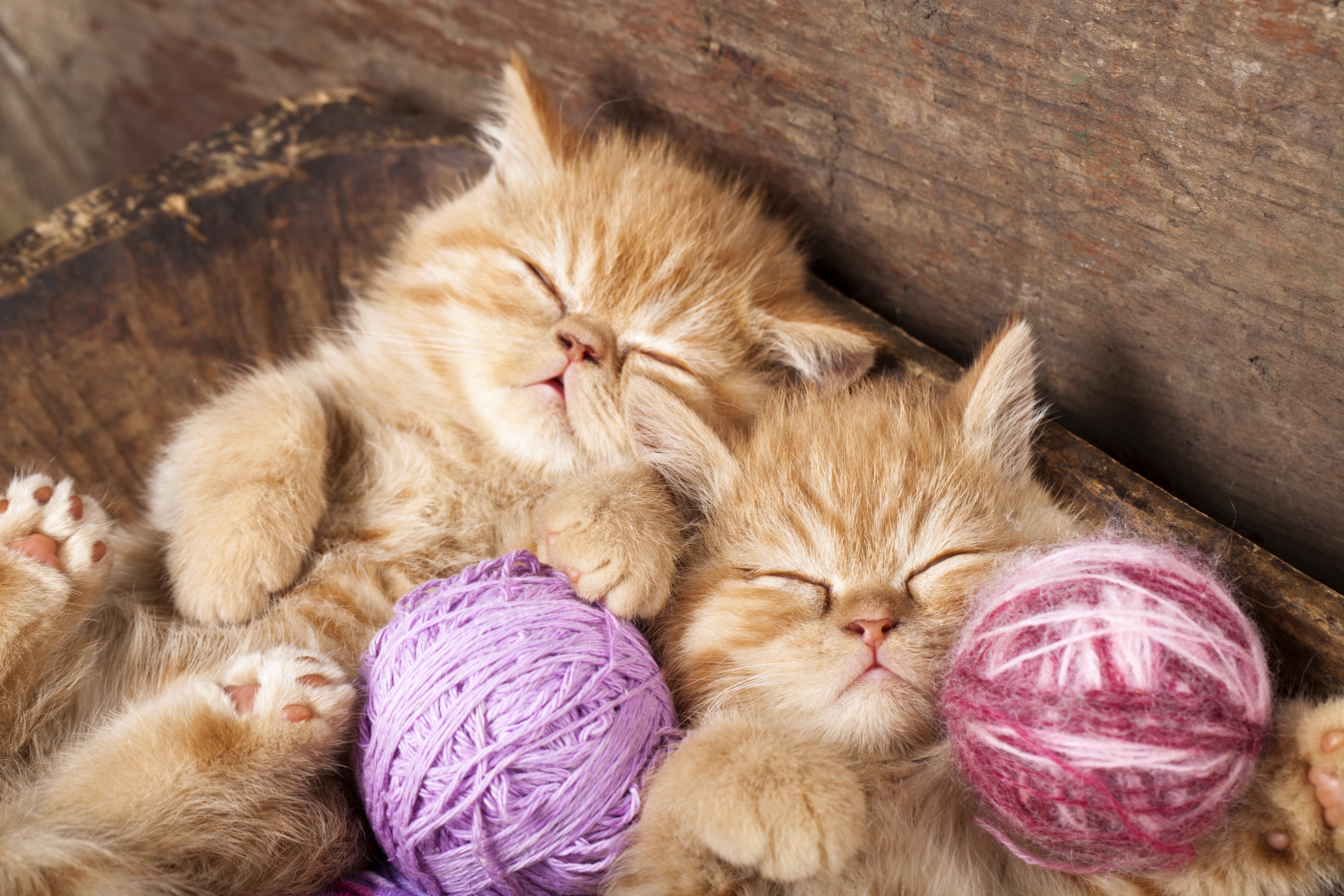 Two orange kittens sleeping with yarn HD Wallpaper