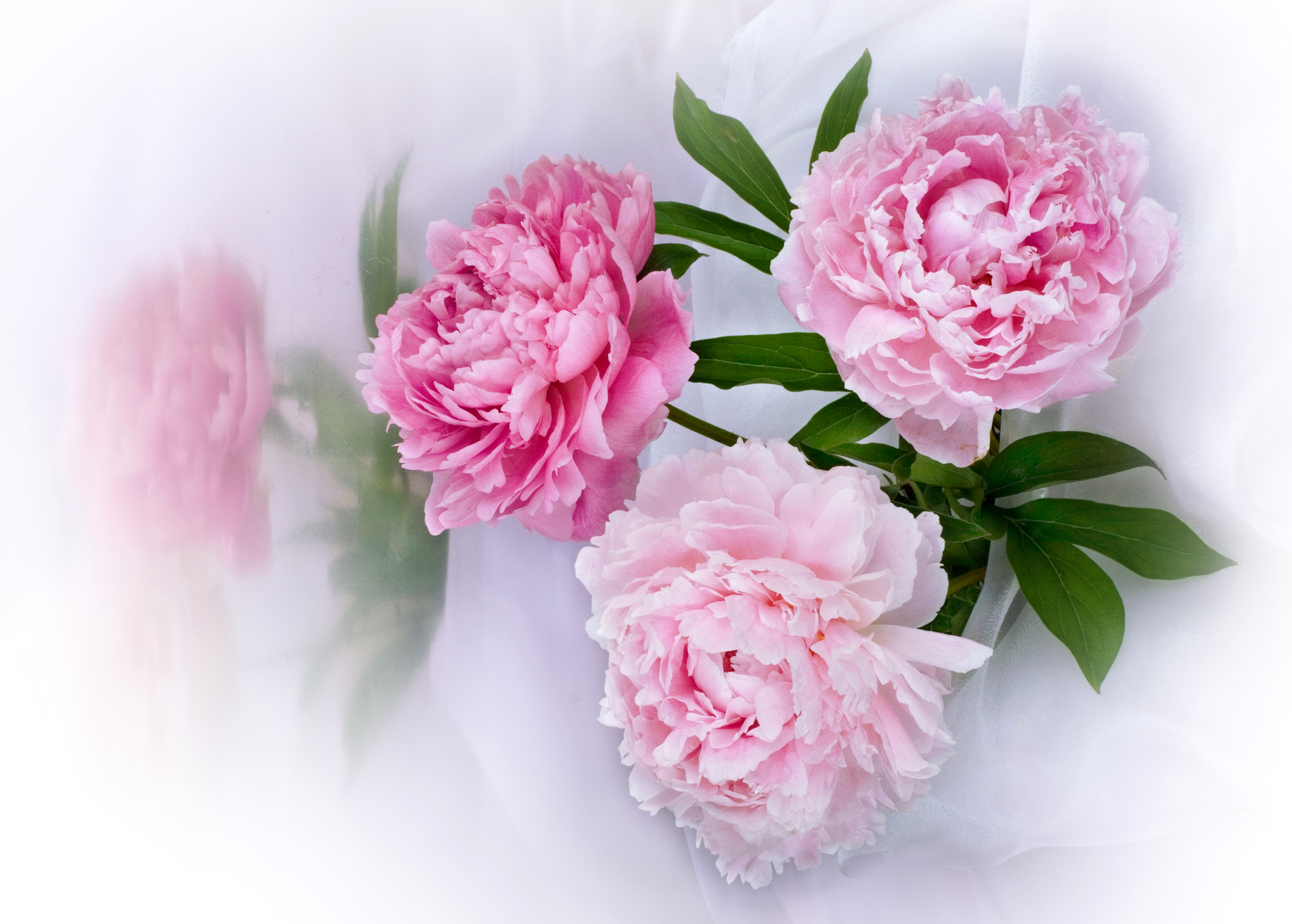 Pink Peonies on White Fabric HD Wallpaper