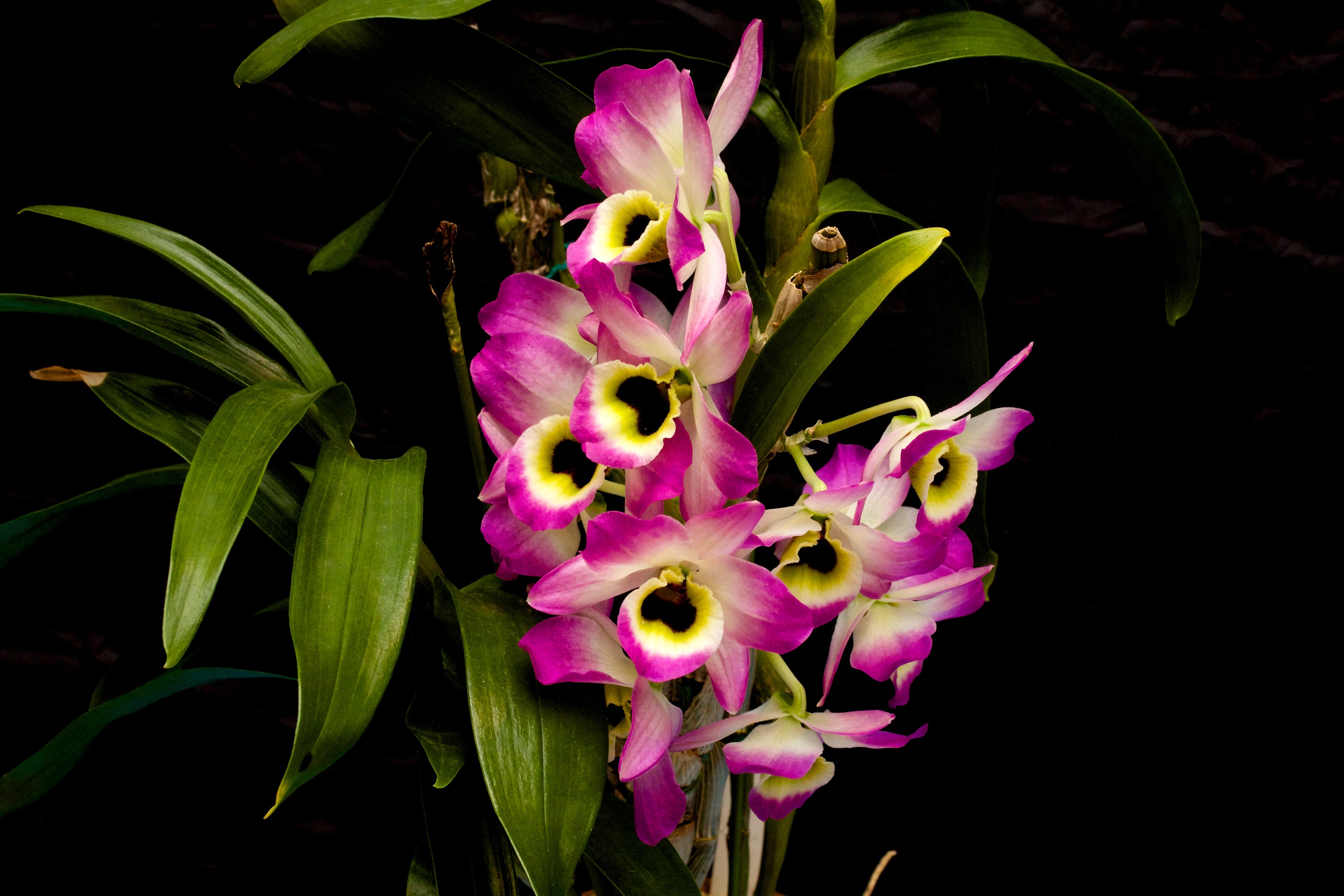 Dendrobium Orchid Flowers with Green Leaves HD Wallpaper