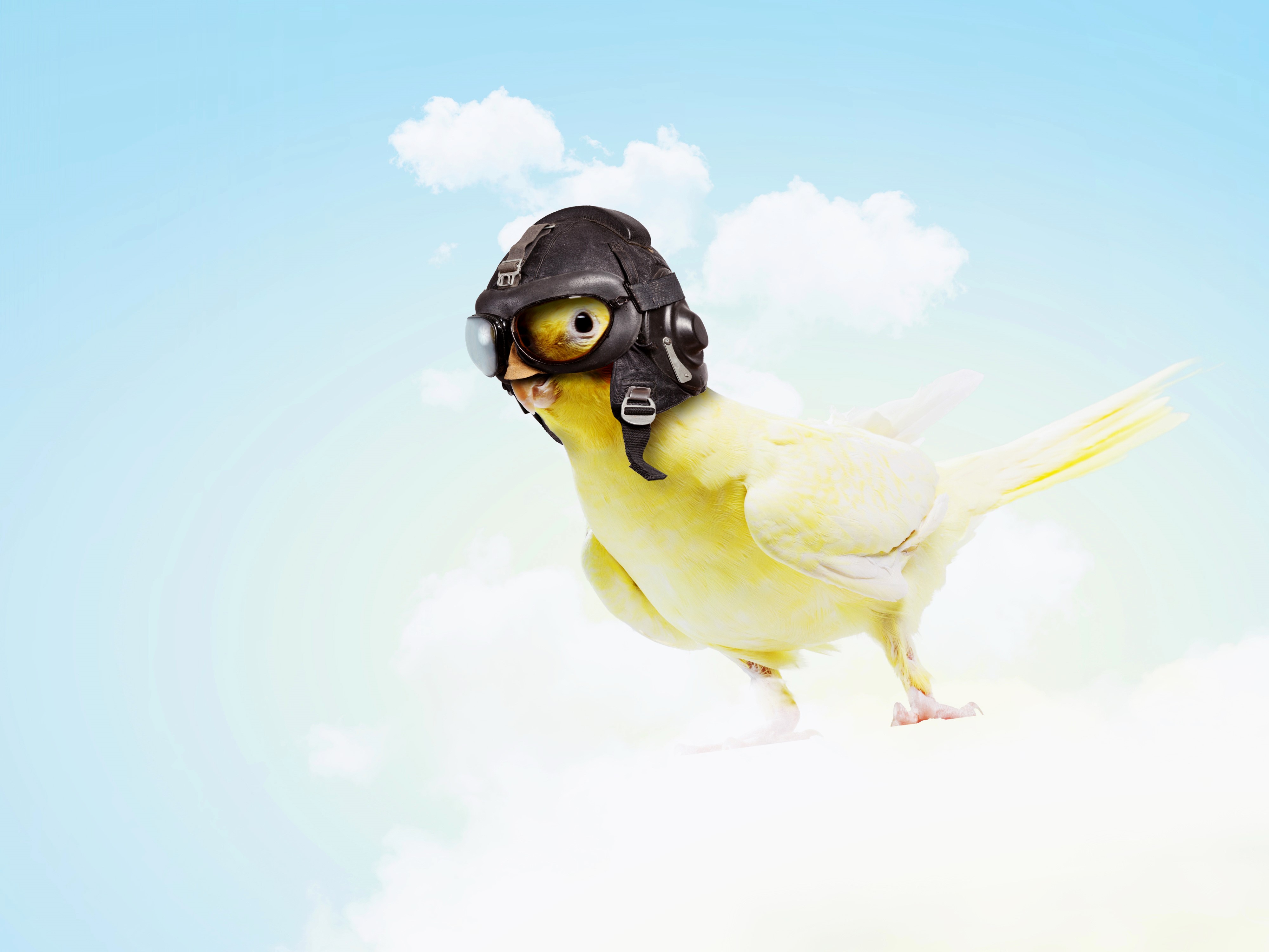 Yellow bird wearing a pilot helmet in the sky HD Wallpaper