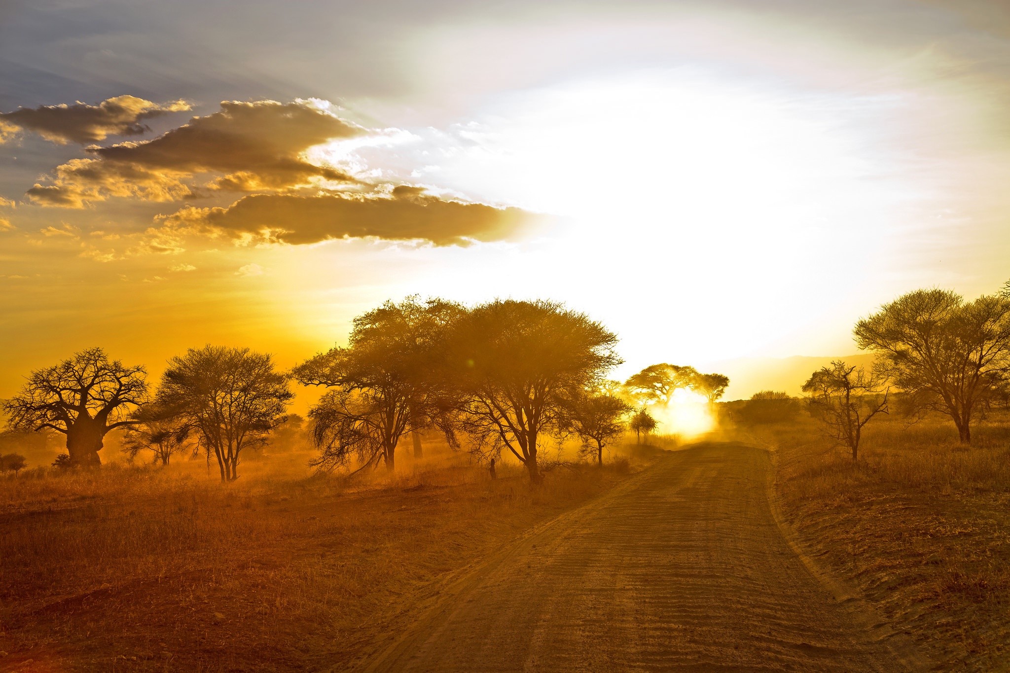 African savanna road at sunset with acacia trees HD Wallpaper