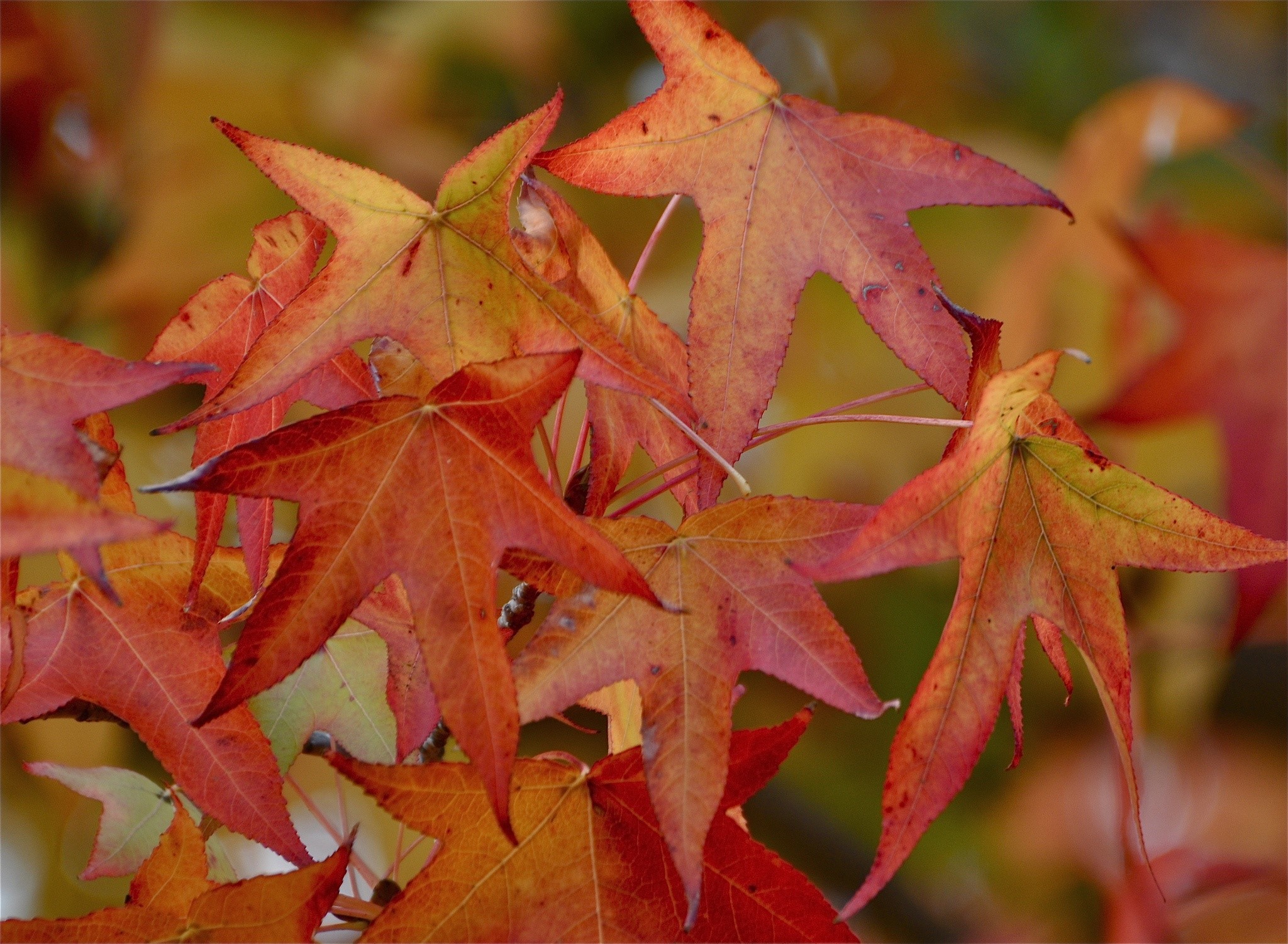 Autumn leaves in shades of red and orange HD Wallpaper