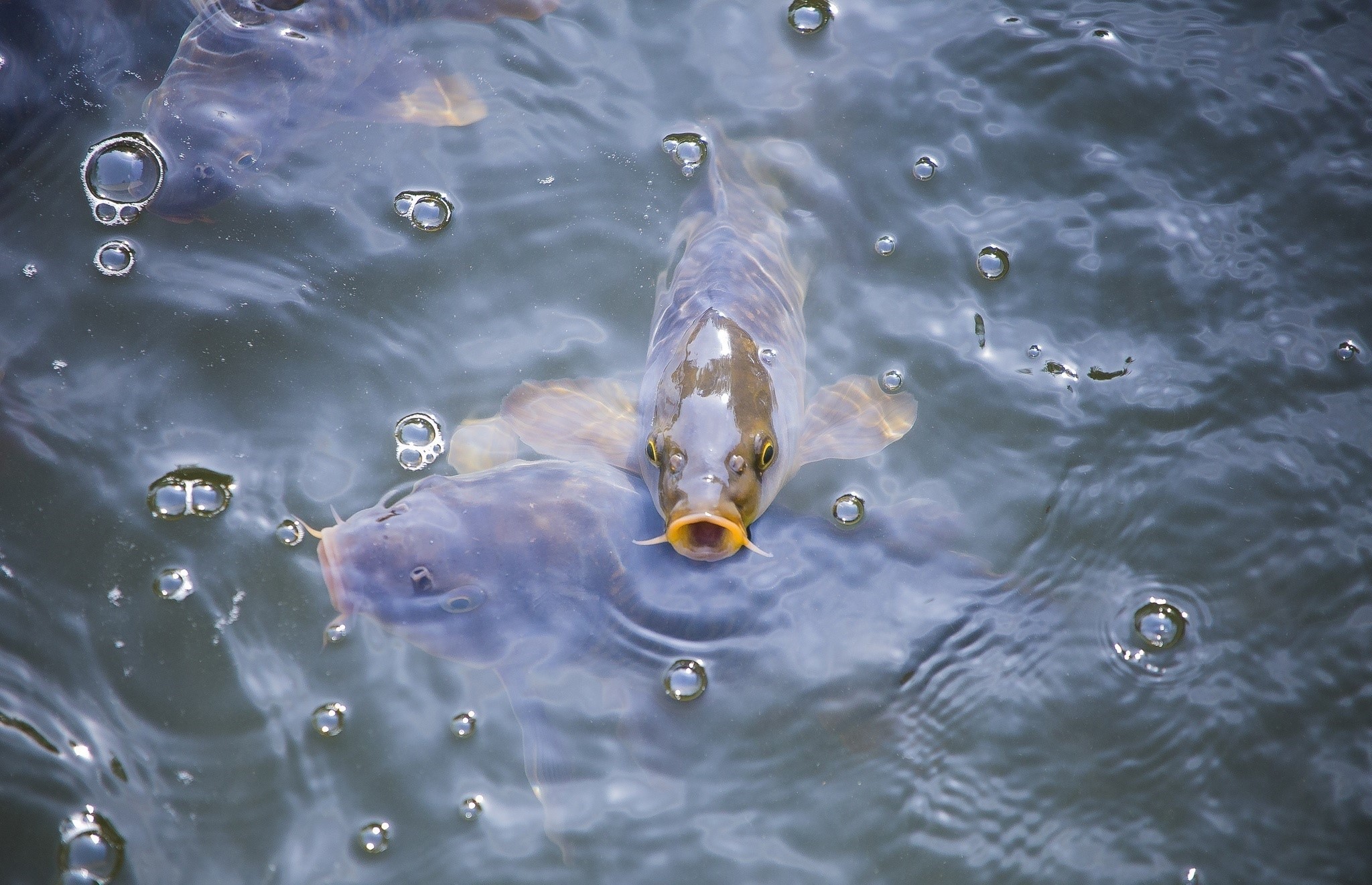 Carp fish swimming in water with bubbles HD Wallpaper