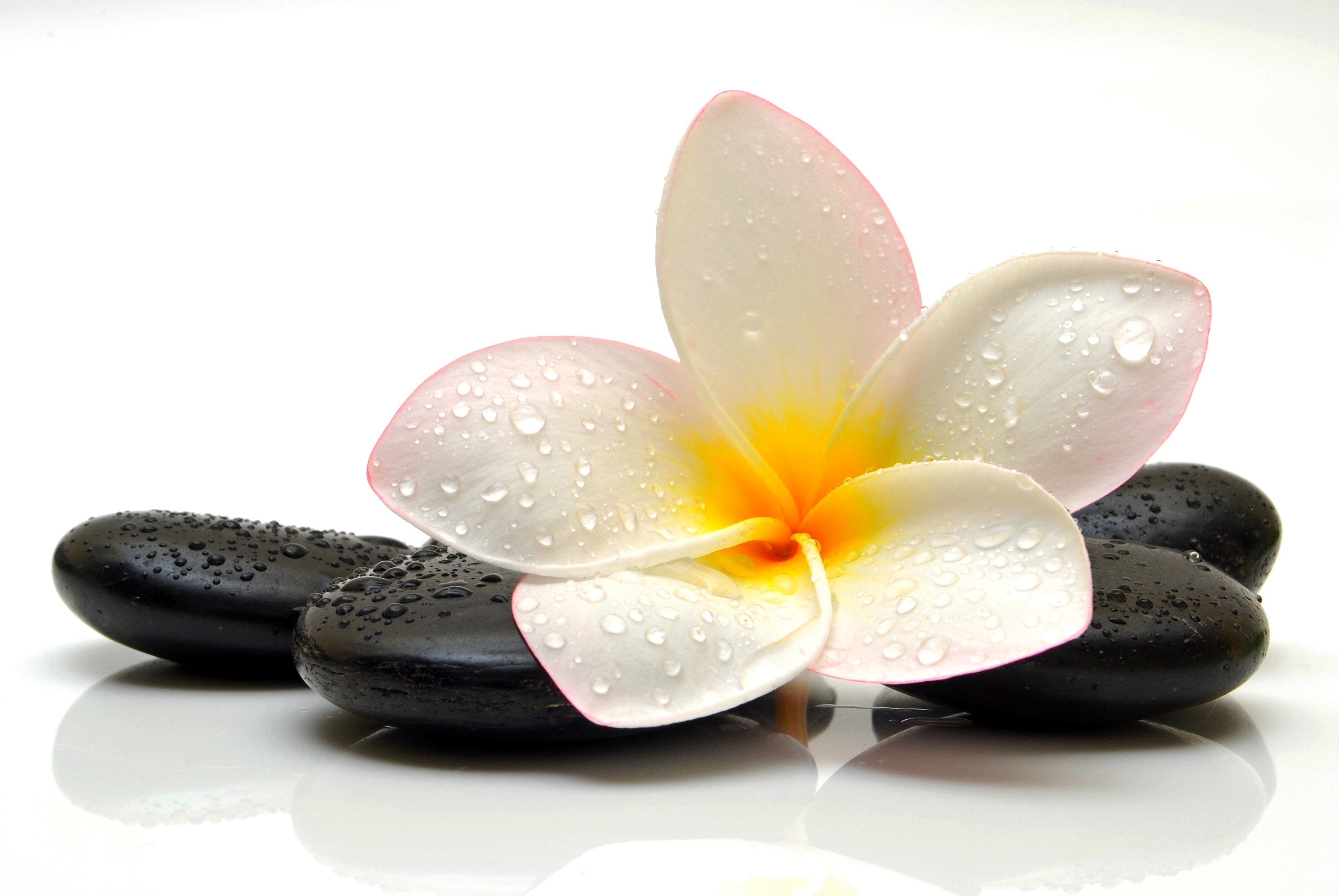 4K Plumeria flower with water drops on stones HD Wallpaper