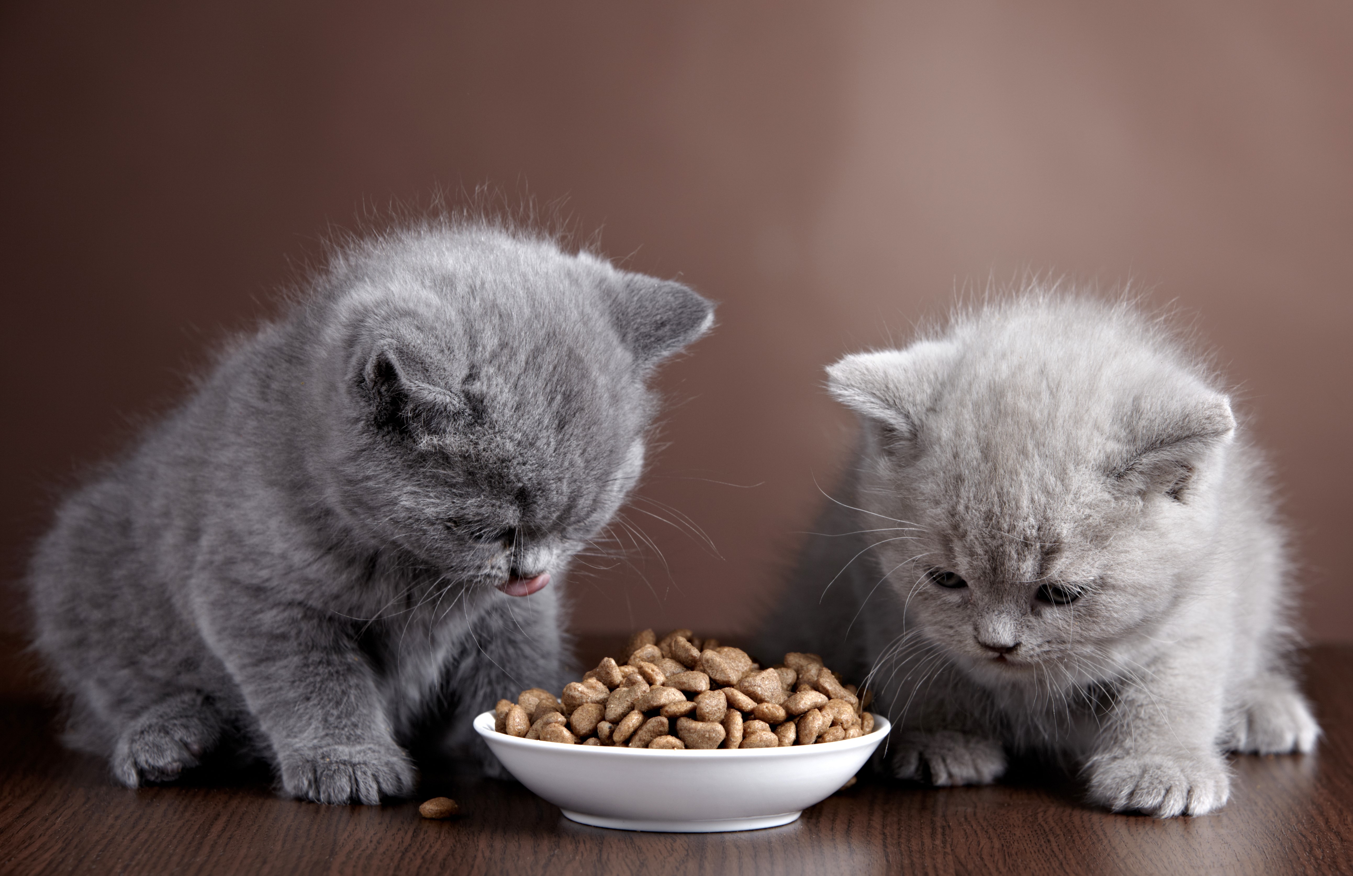 Two Grey Kittens Eating From A Bowl HD Wallpaper