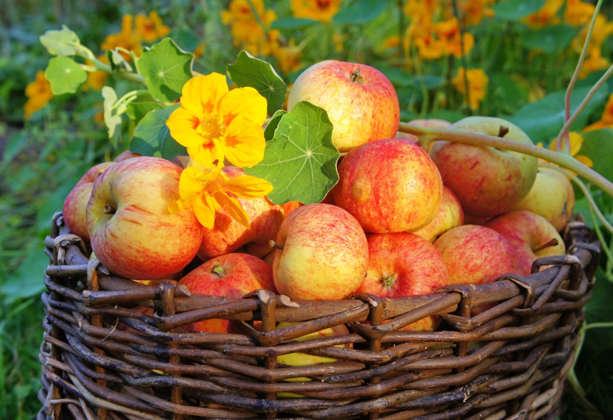 Apples in a wicker basket with nasturtiums HD Wallpaper